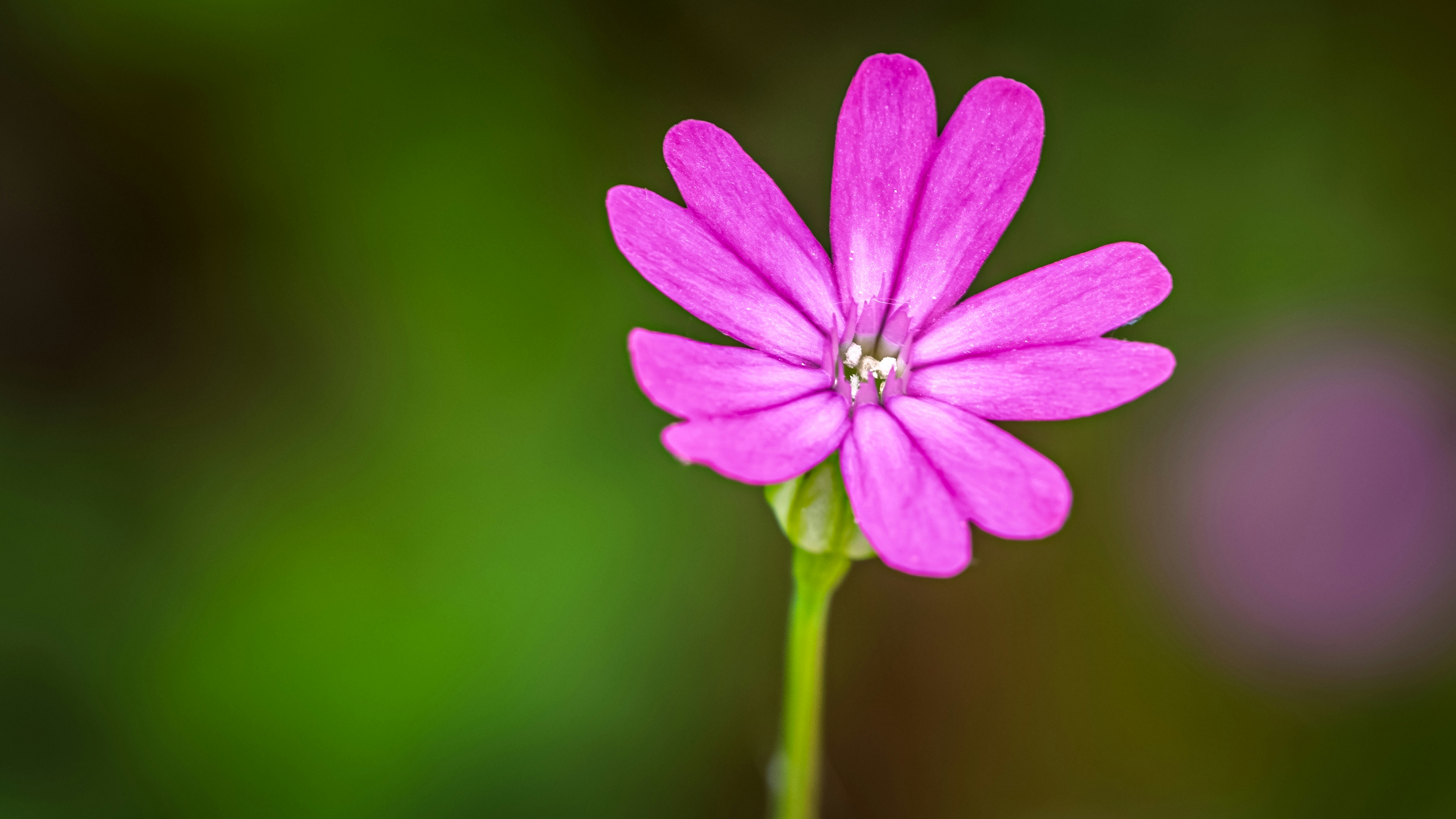 Una sola flor rosa con tallo verde.