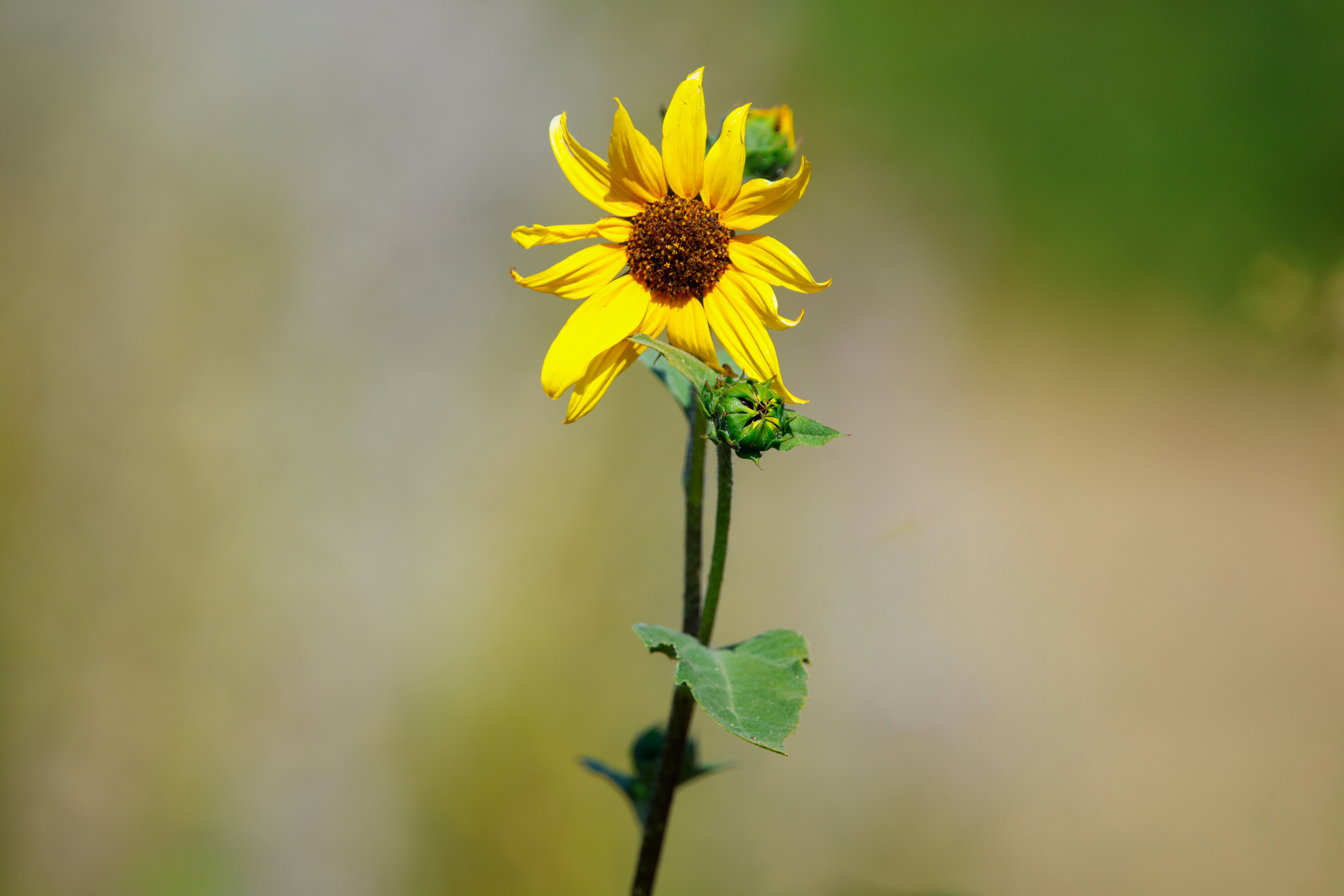 Photo by dritz