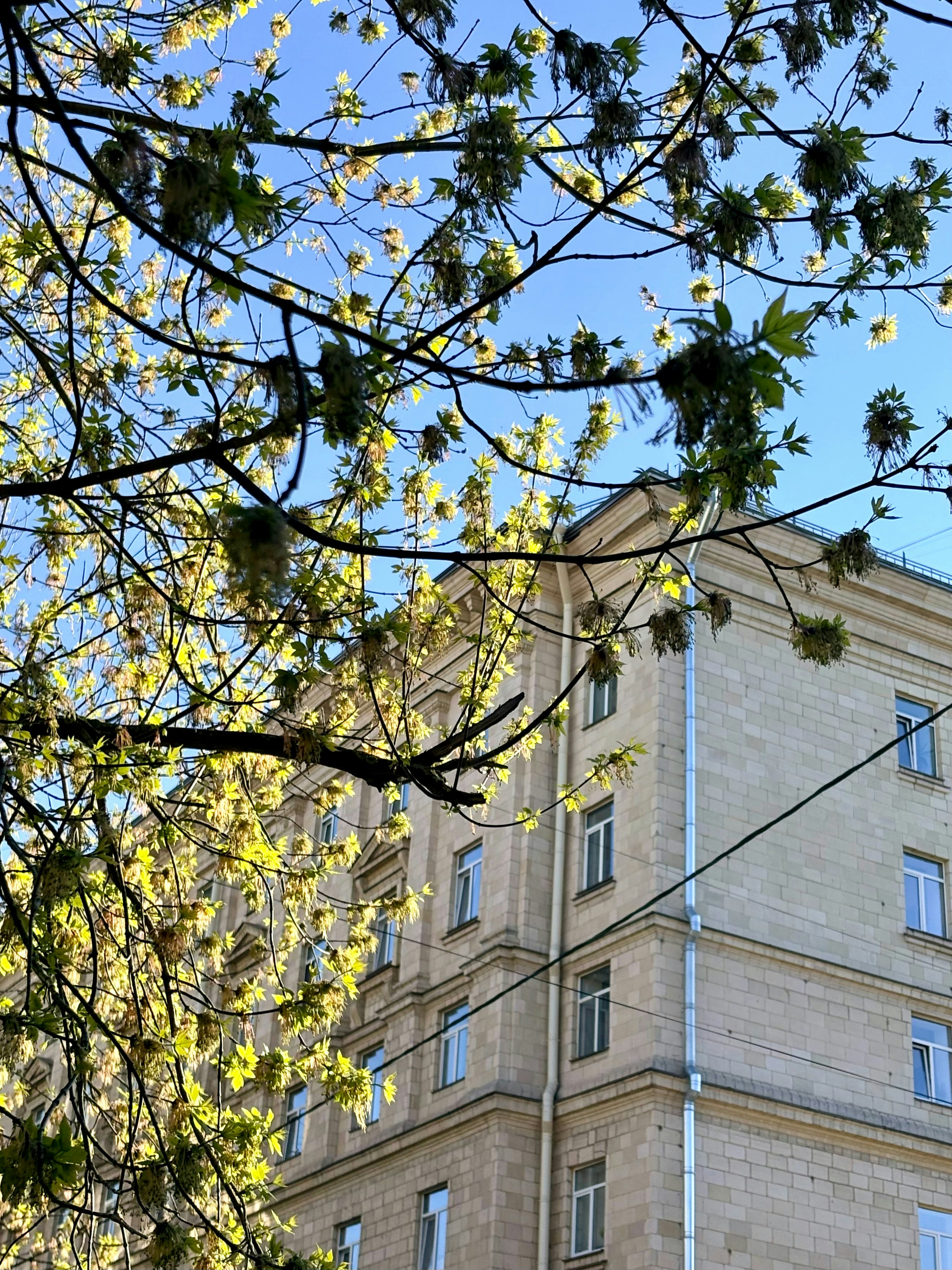 Bâtiment avec des arbres et un ciel bleu