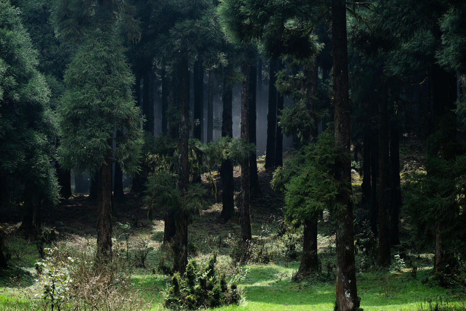 Deep Forest Wilderness & Bushcraft Jungle Camp preview 4
