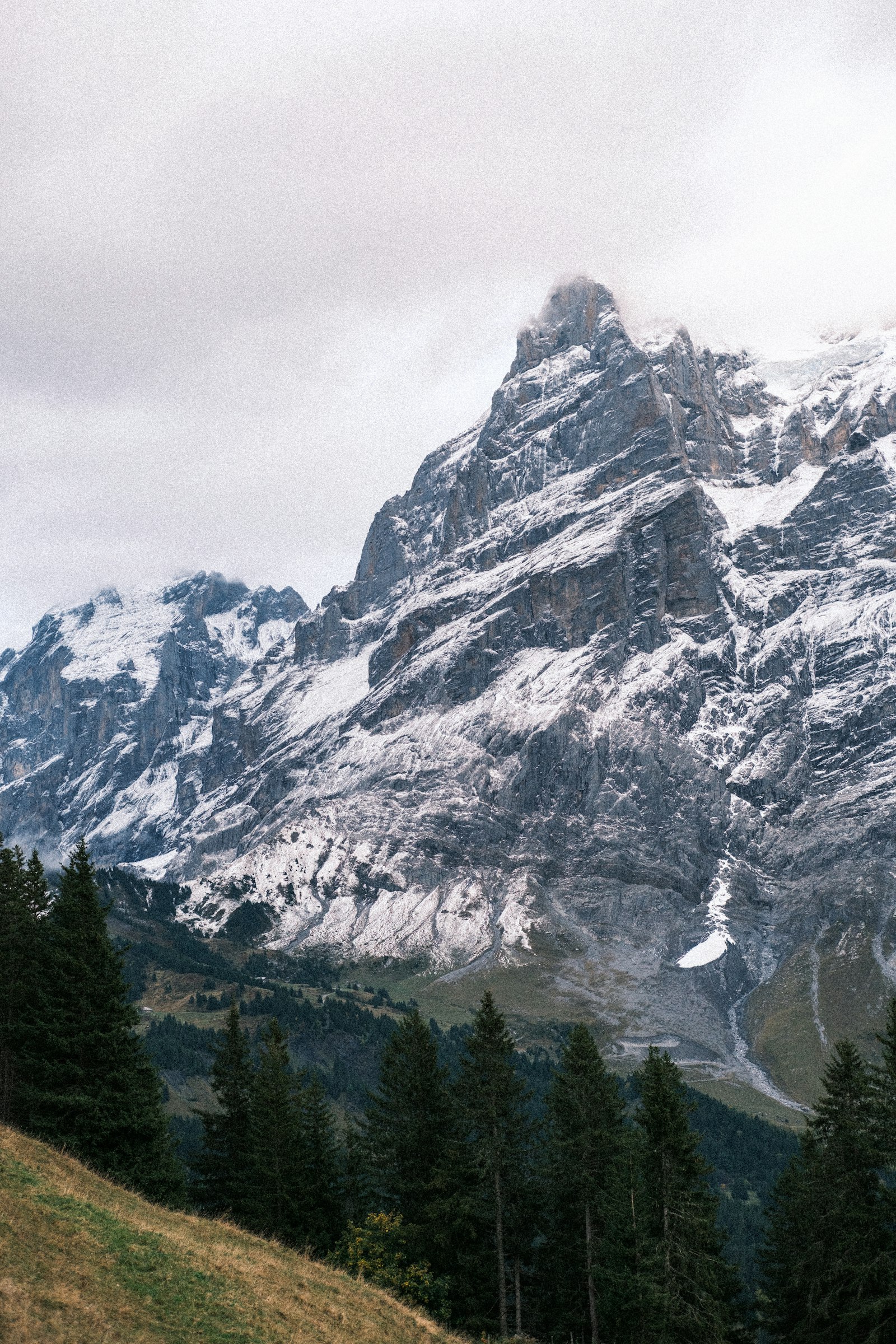 Snow-capped mountains rising above a dark pine forest in the Alps