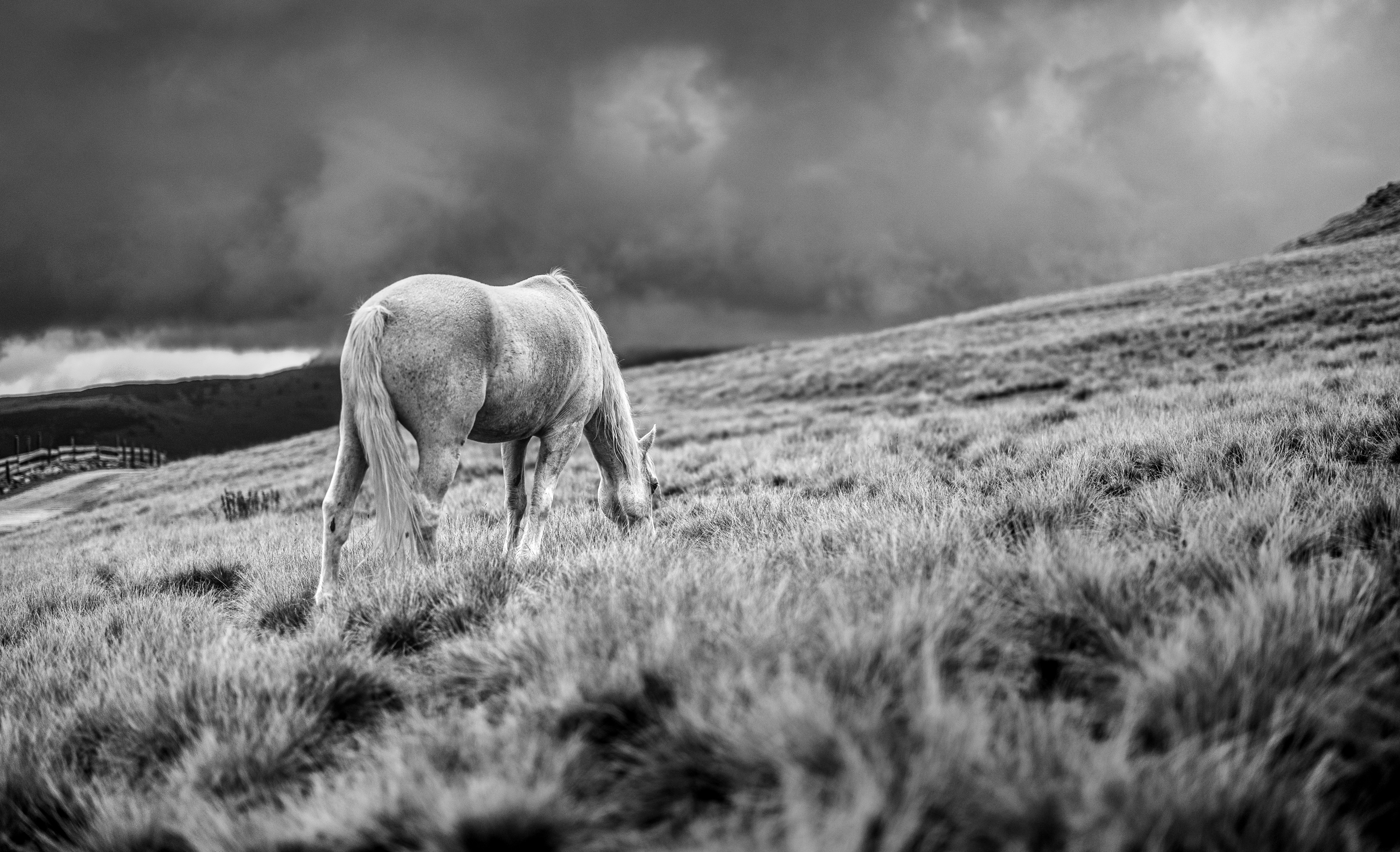 A horse grazes on a grassy hillside under stormy skies.
