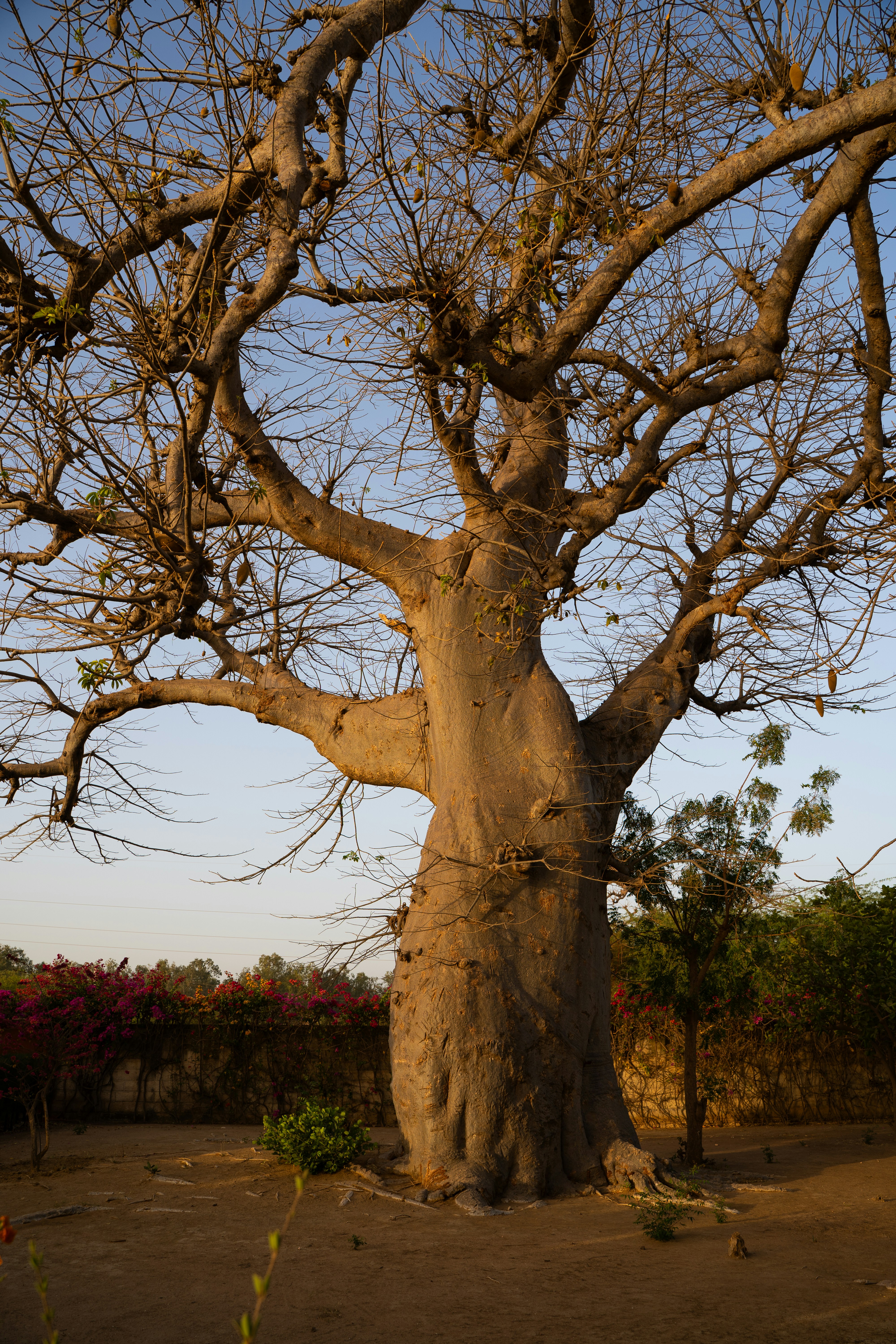 Tarangire Adventure