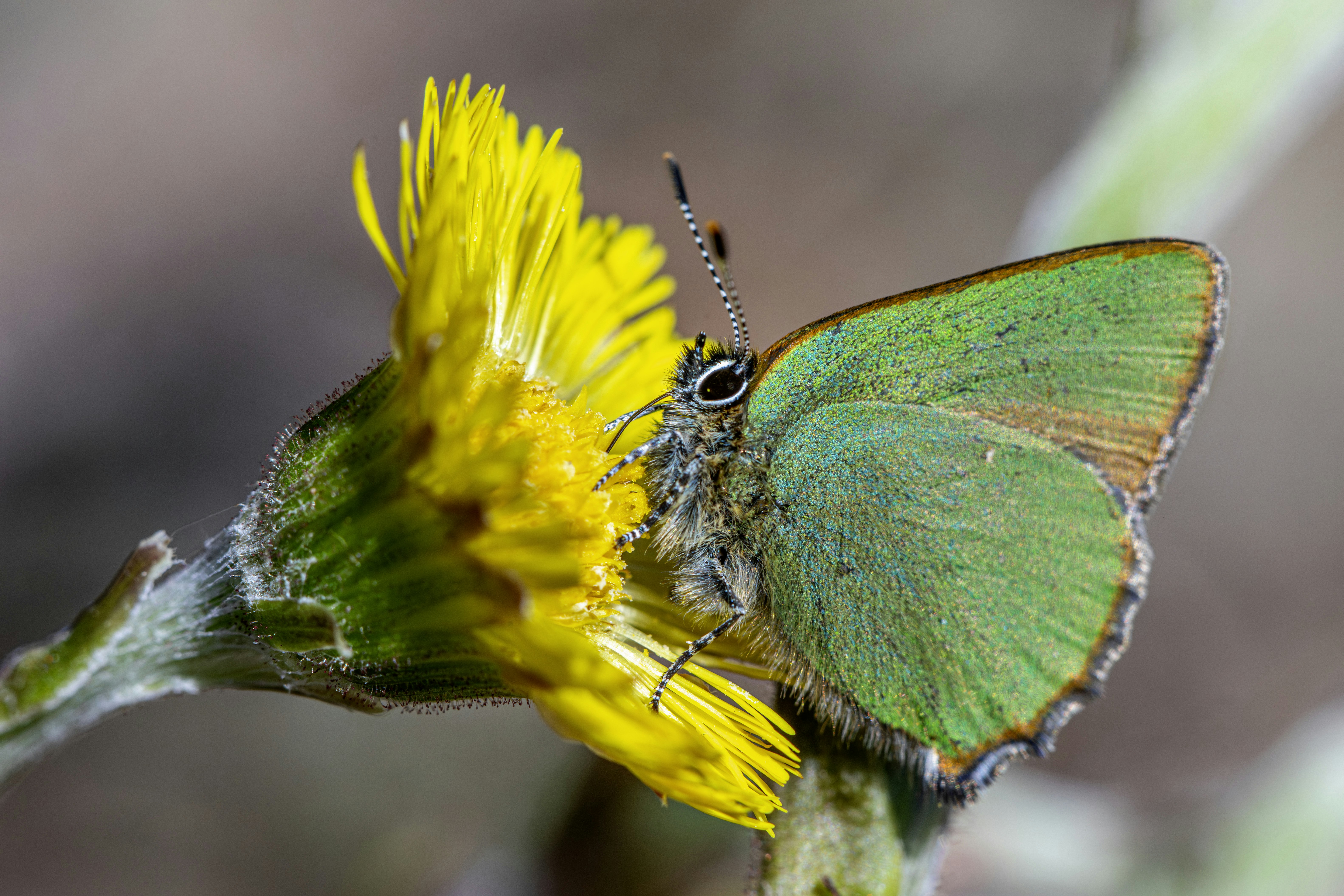 A green butterfly rests on a yellow flower.