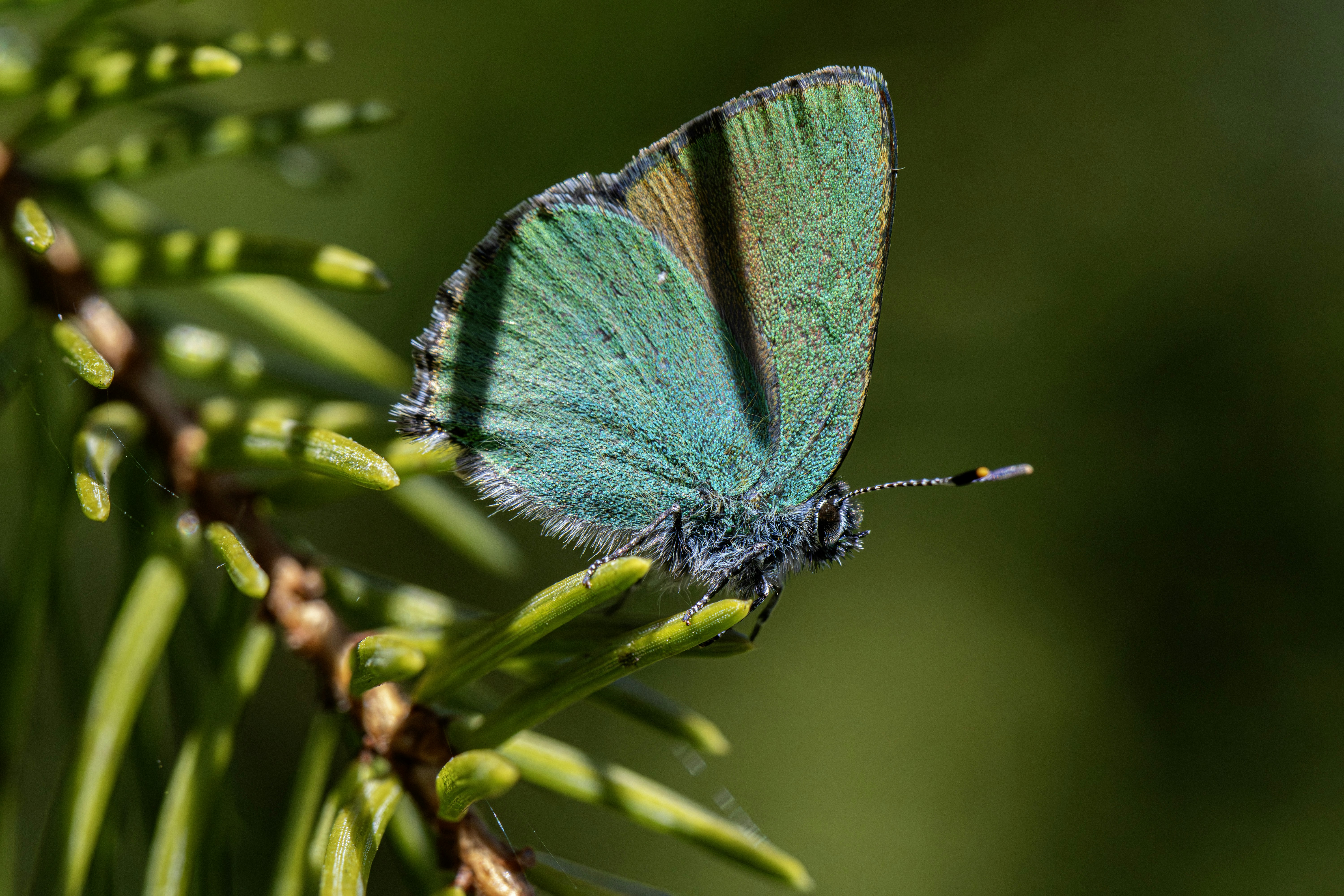 A vibrant green butterfly rests on a pine branch.