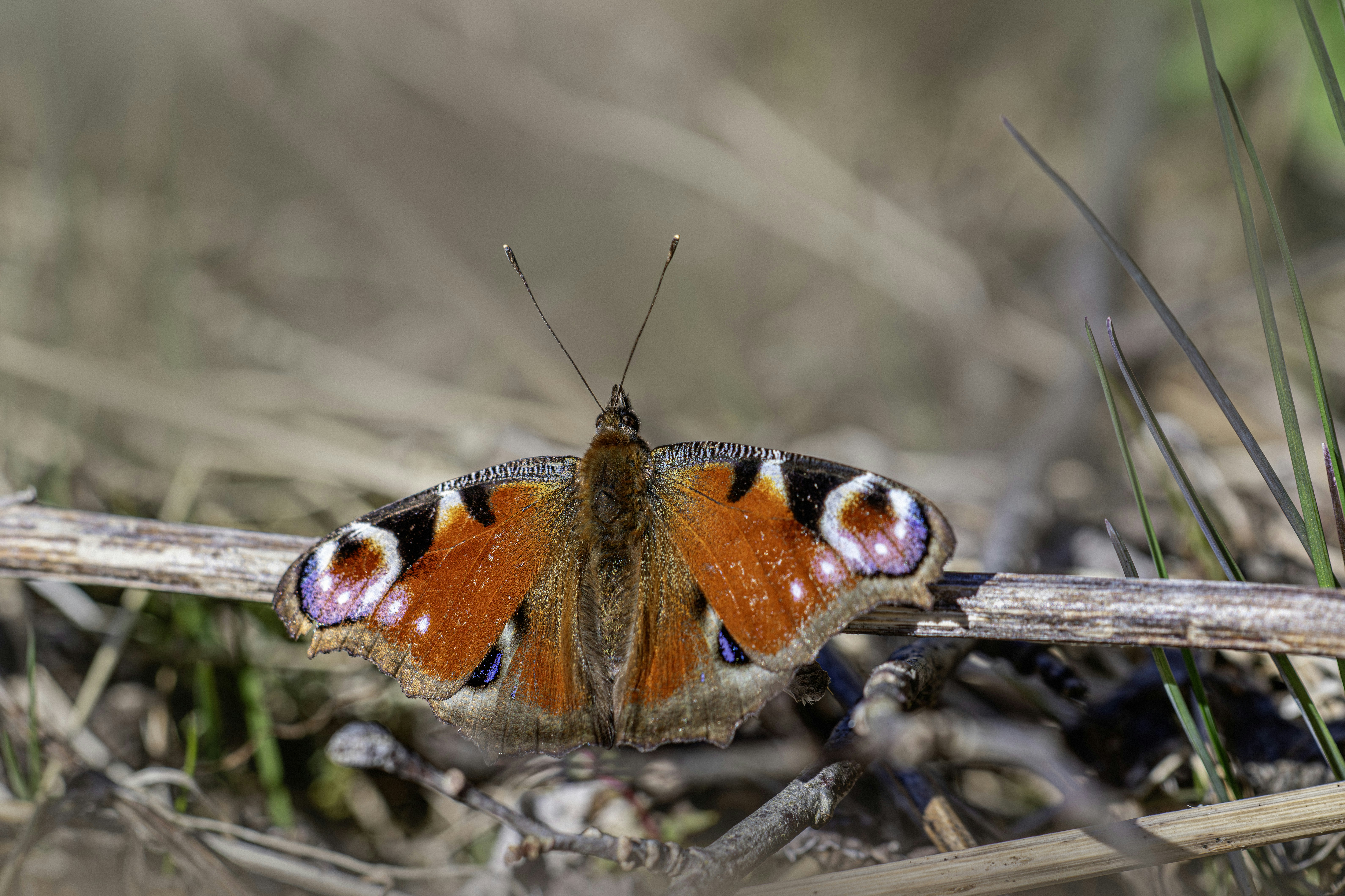 A peacock butterfly rests on a dry branch.