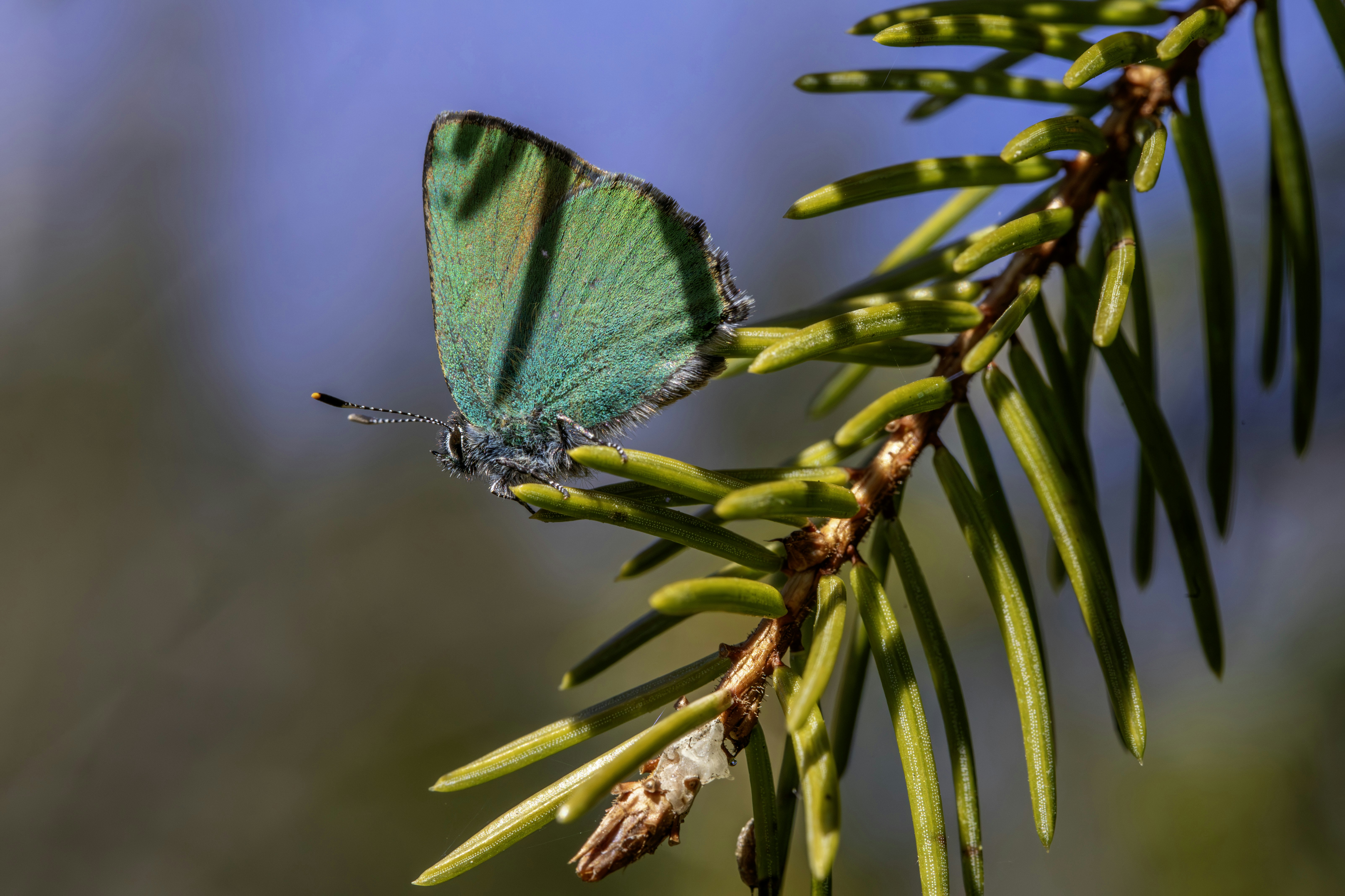 A vibrant green butterfly rests on a pine branch.