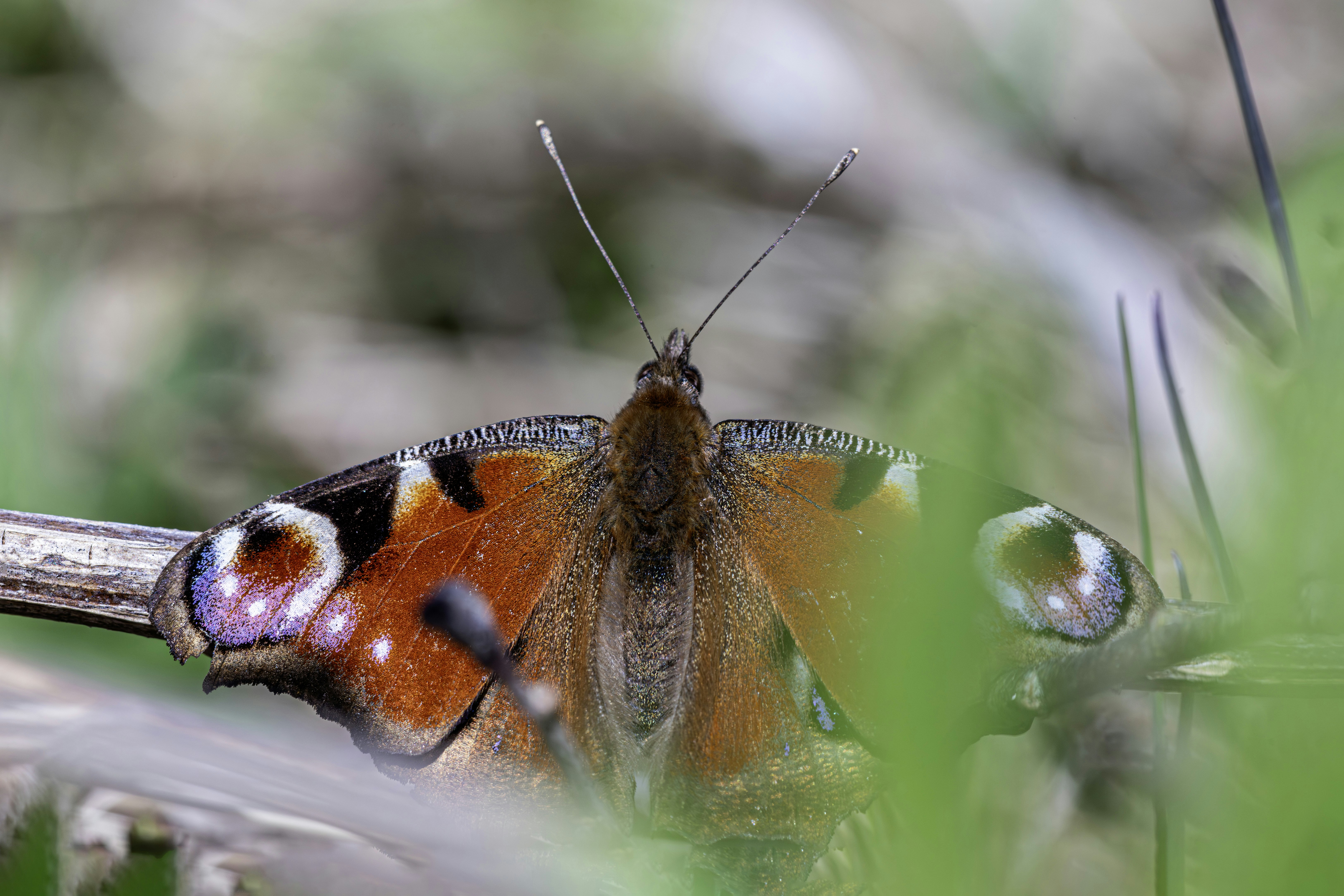 A peacock butterfly rests on a branch.