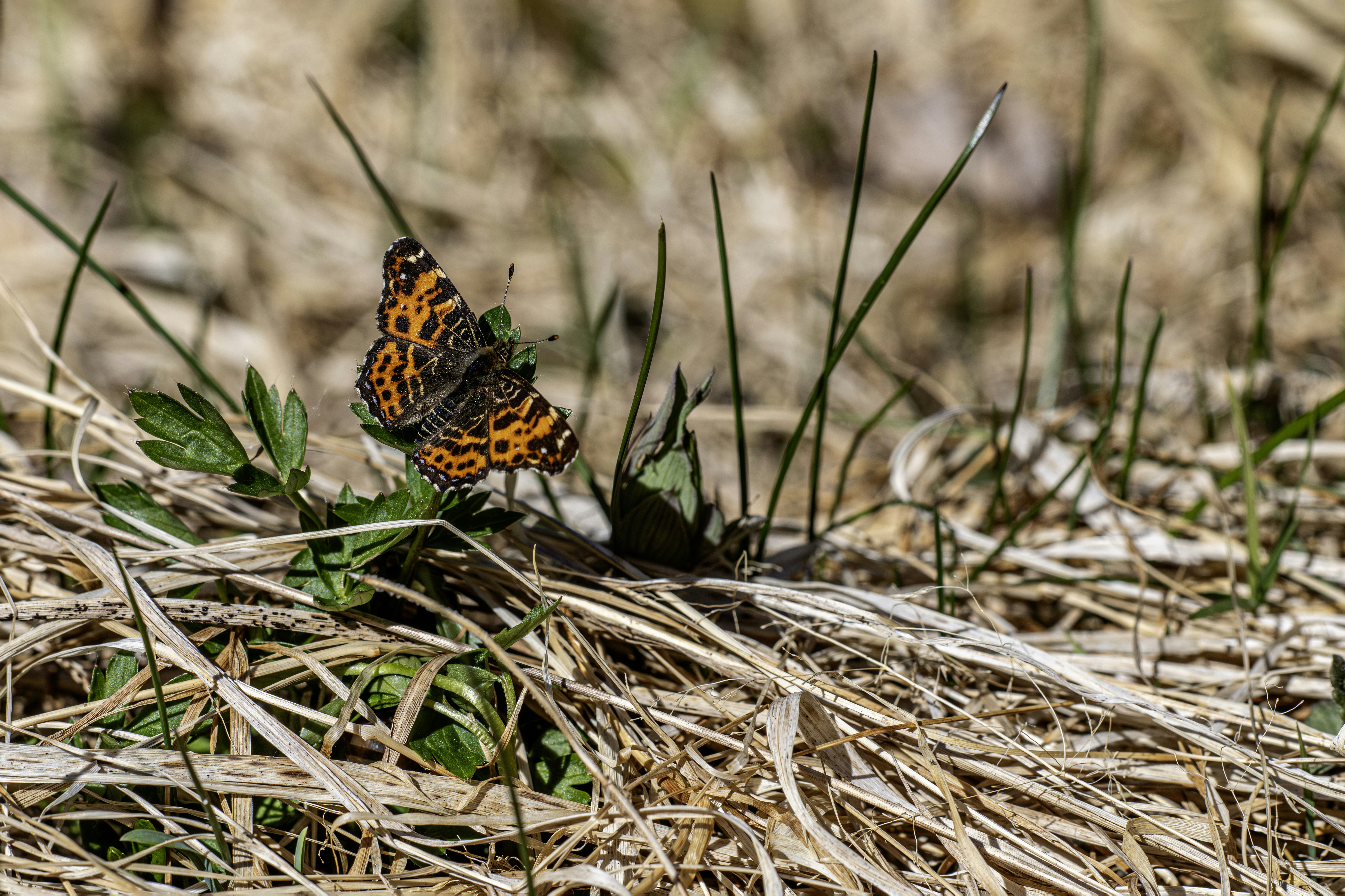 An orange butterfly rests on green leaves amidst dry grass.