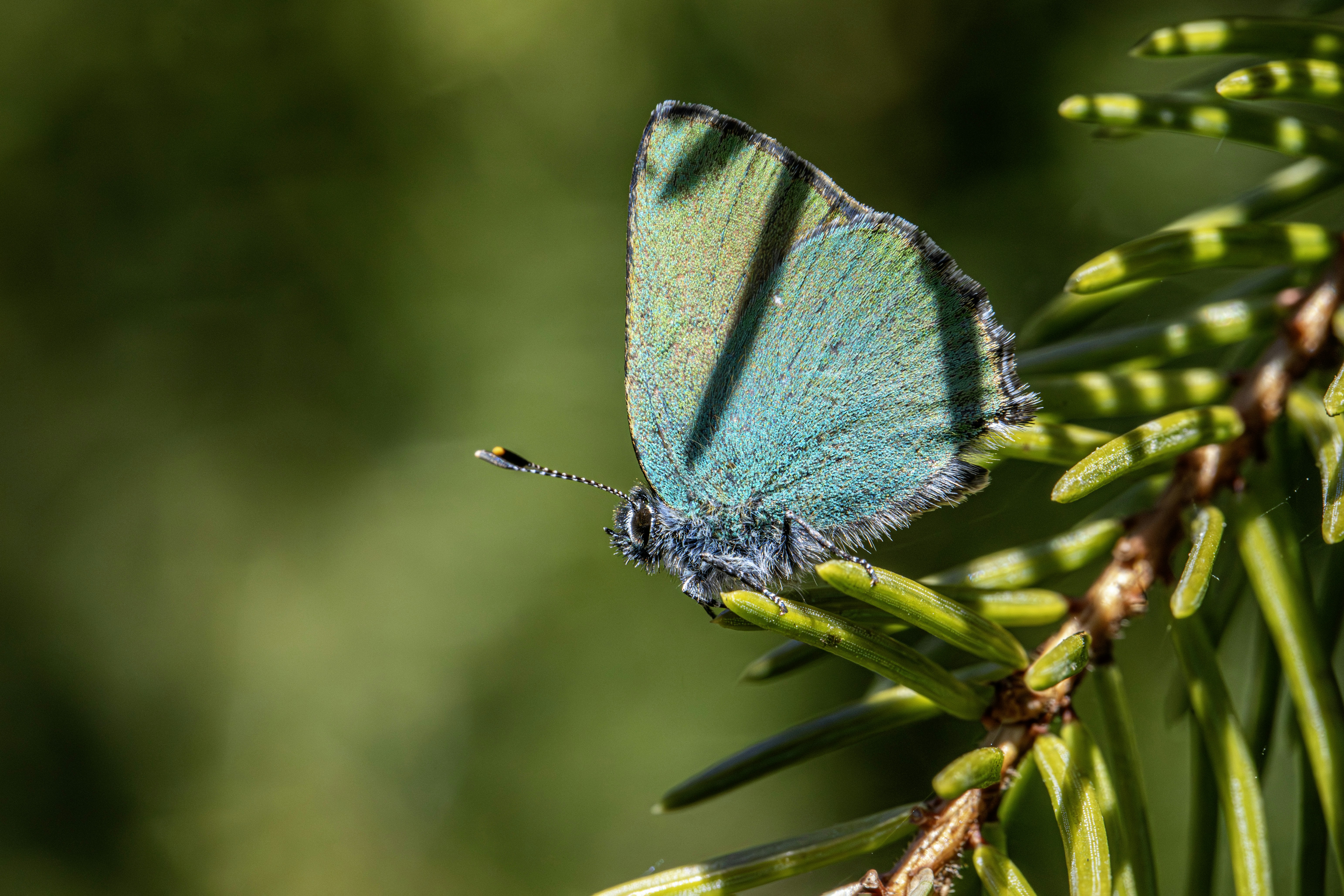 A vibrant green butterfly rests on a pine branch.