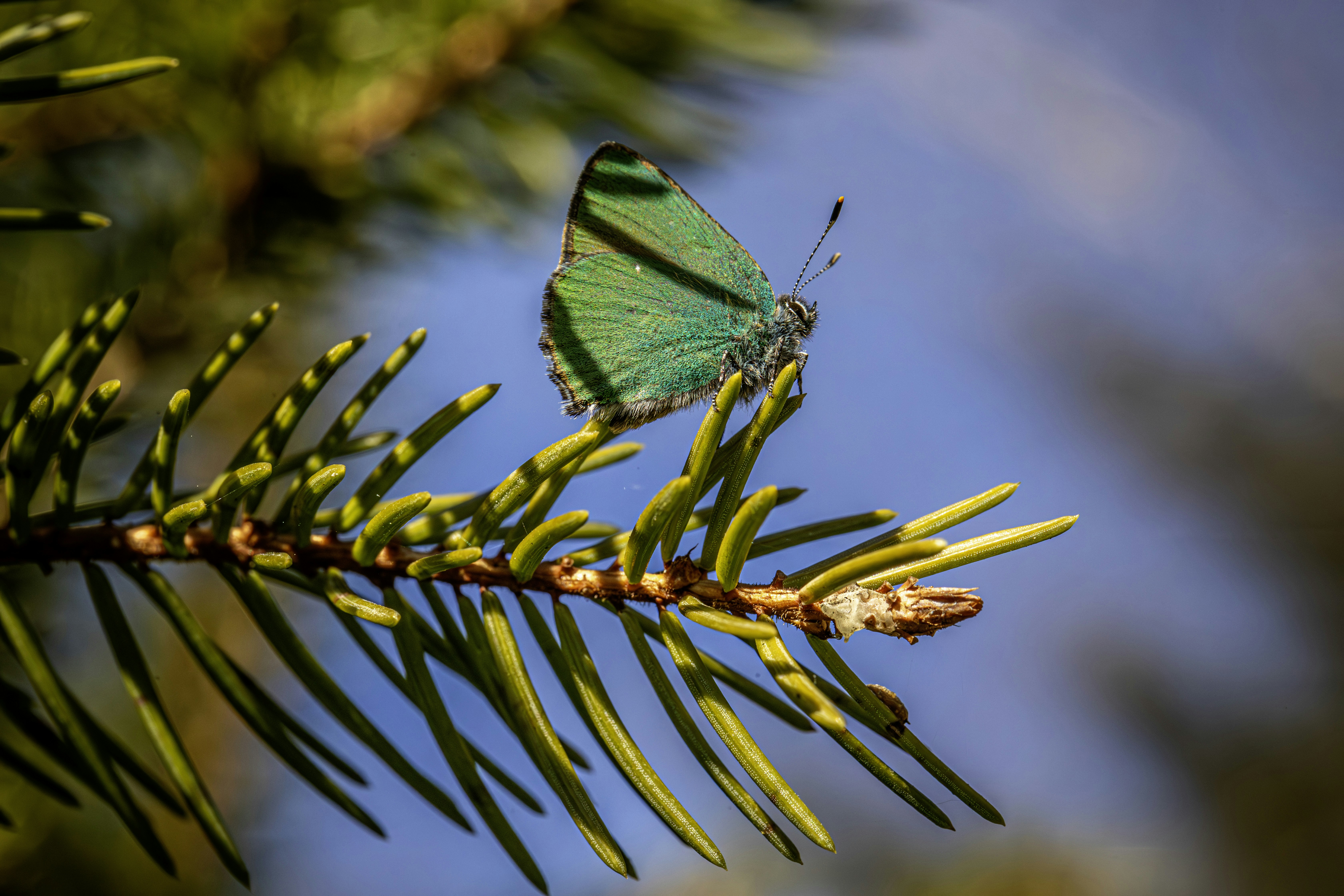 A vibrant green butterfly rests on a pine branch.