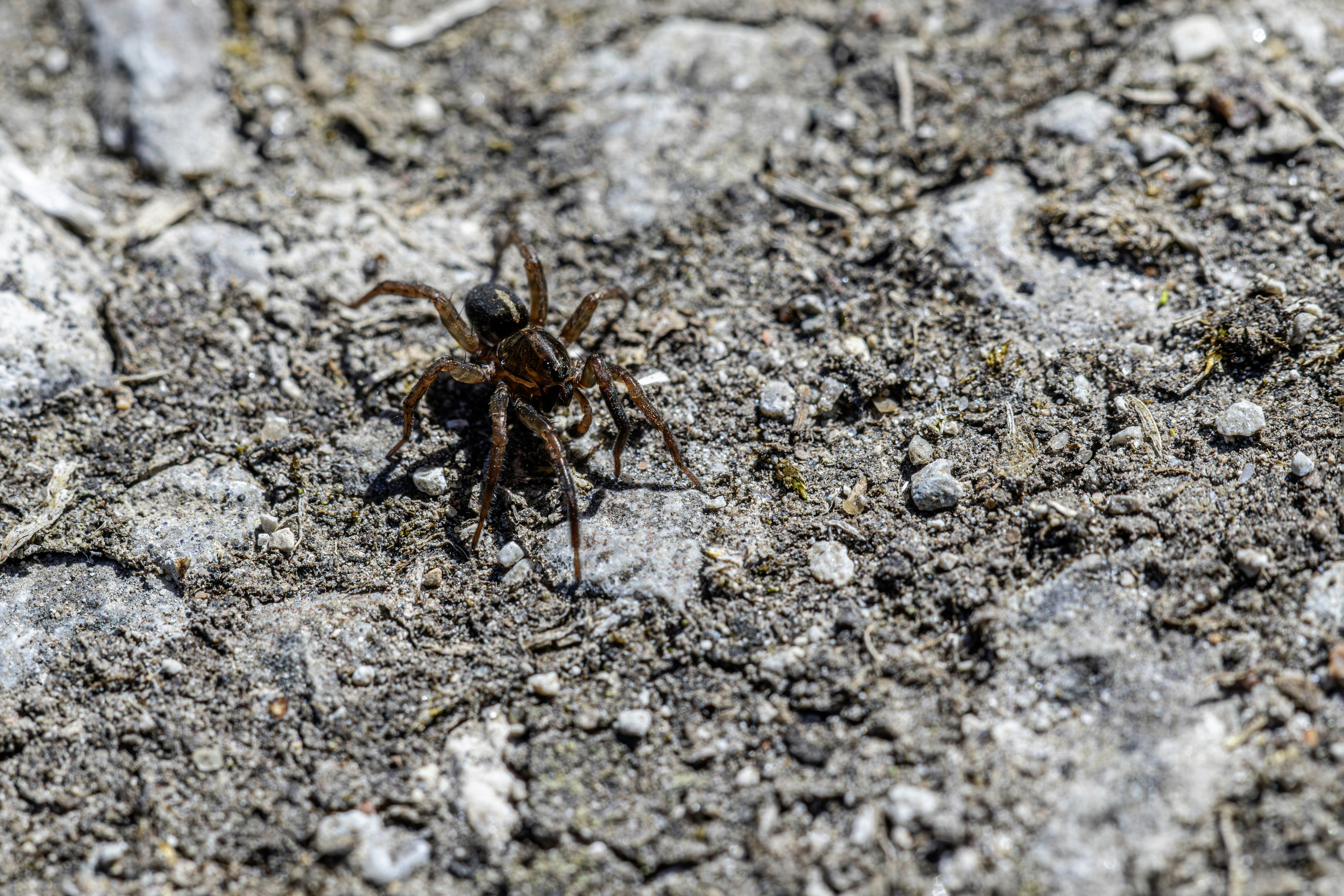 A brown spider rests on dry, rocky ground.