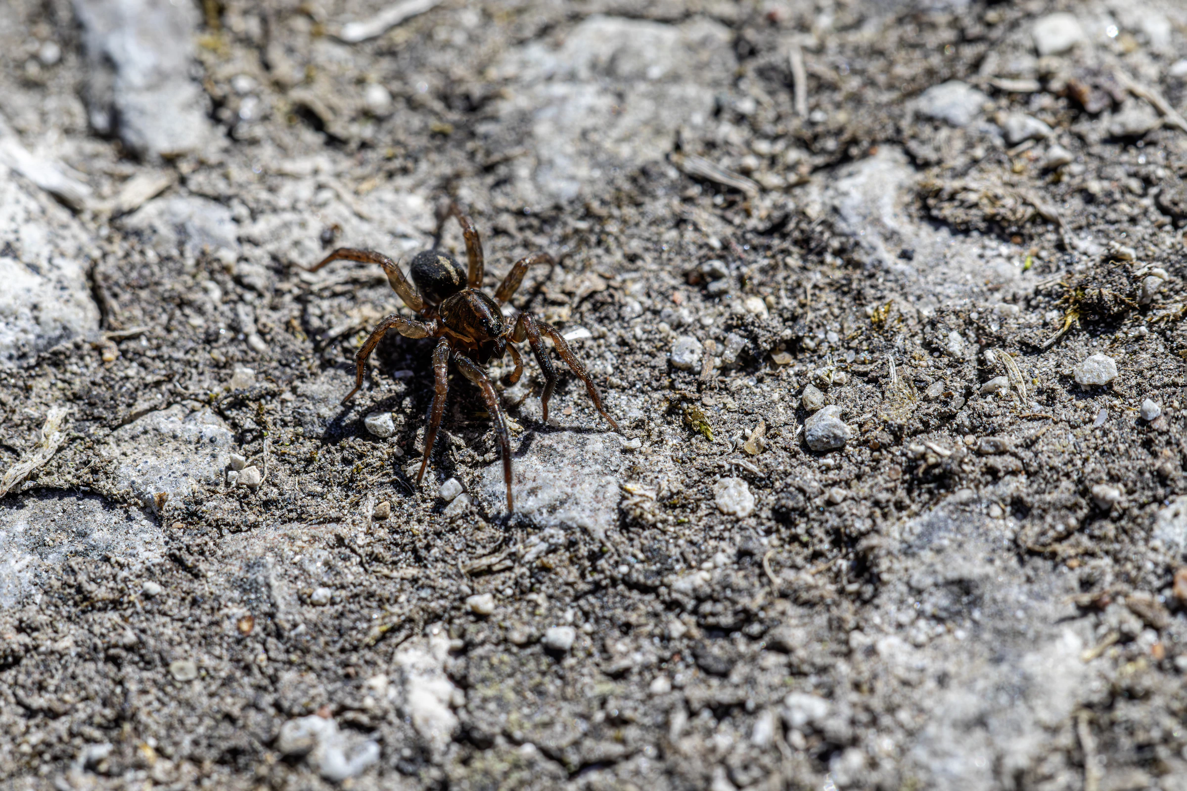 Macro photograph of a spider on rocky ground, representative of the pests CWP inspects for and eliminates