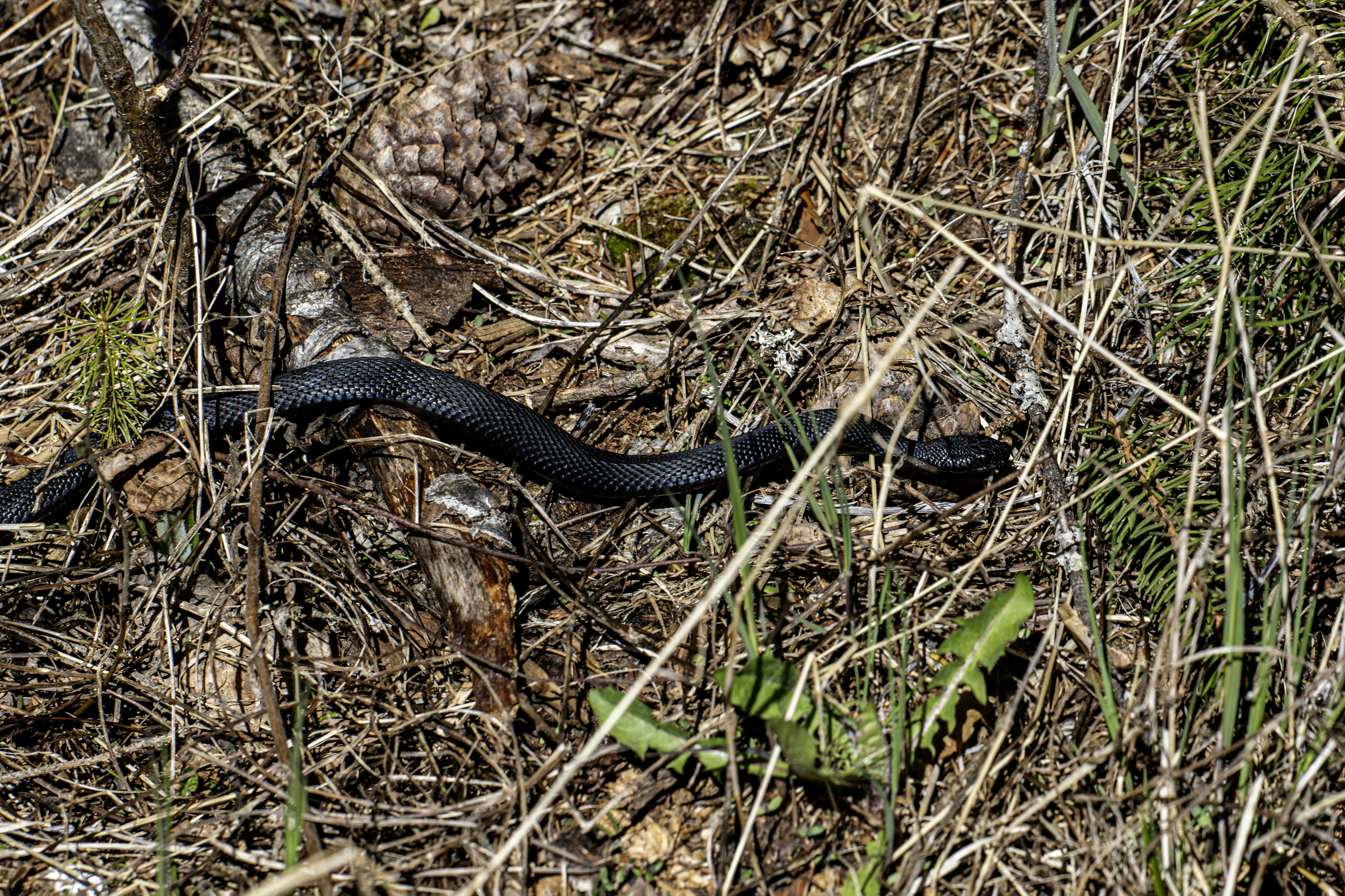 A black snake slithers through dry grass and pine needles.