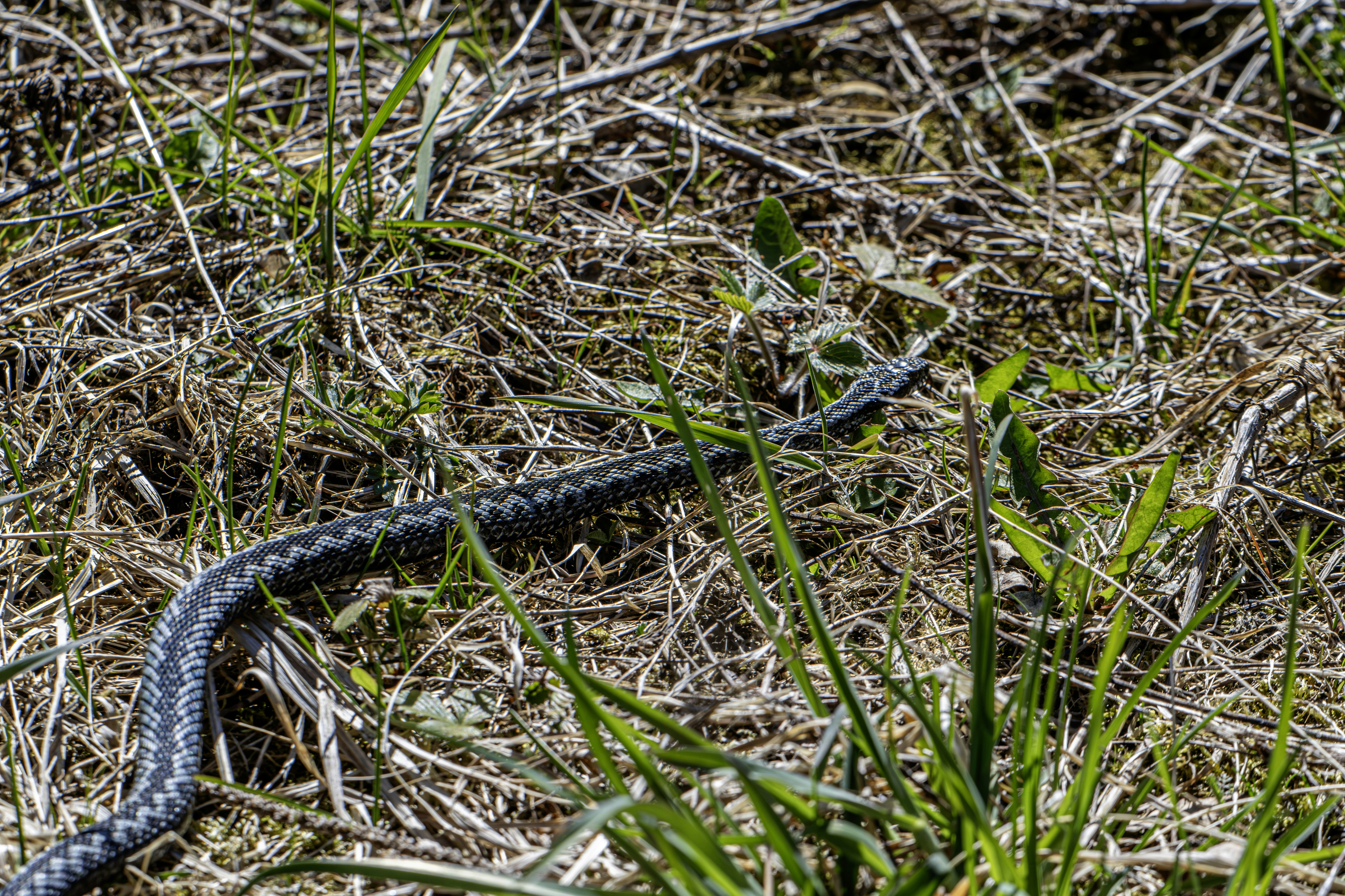 A snake slithers through dry grass and green shoots.