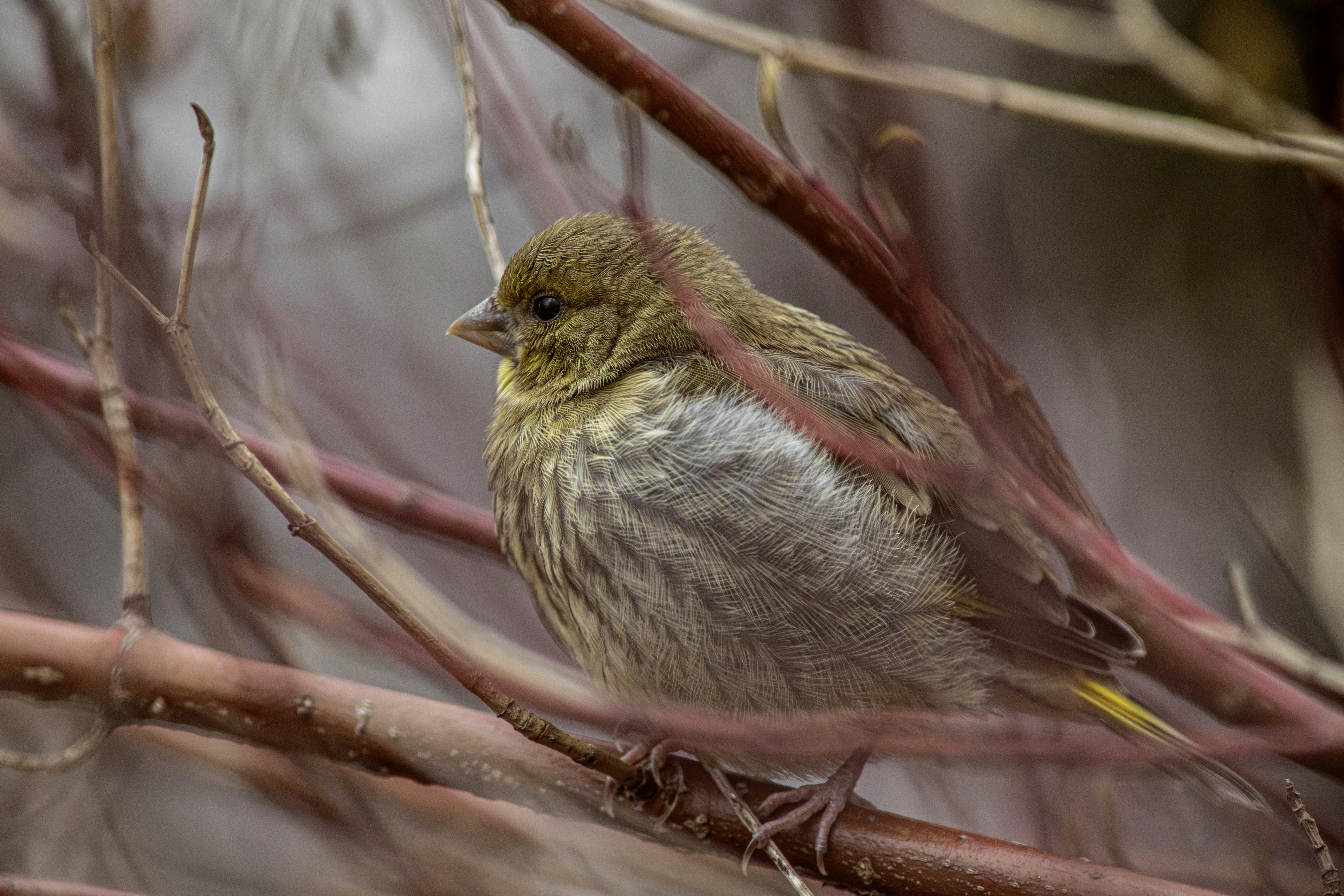 A small green bird perched on a branch.