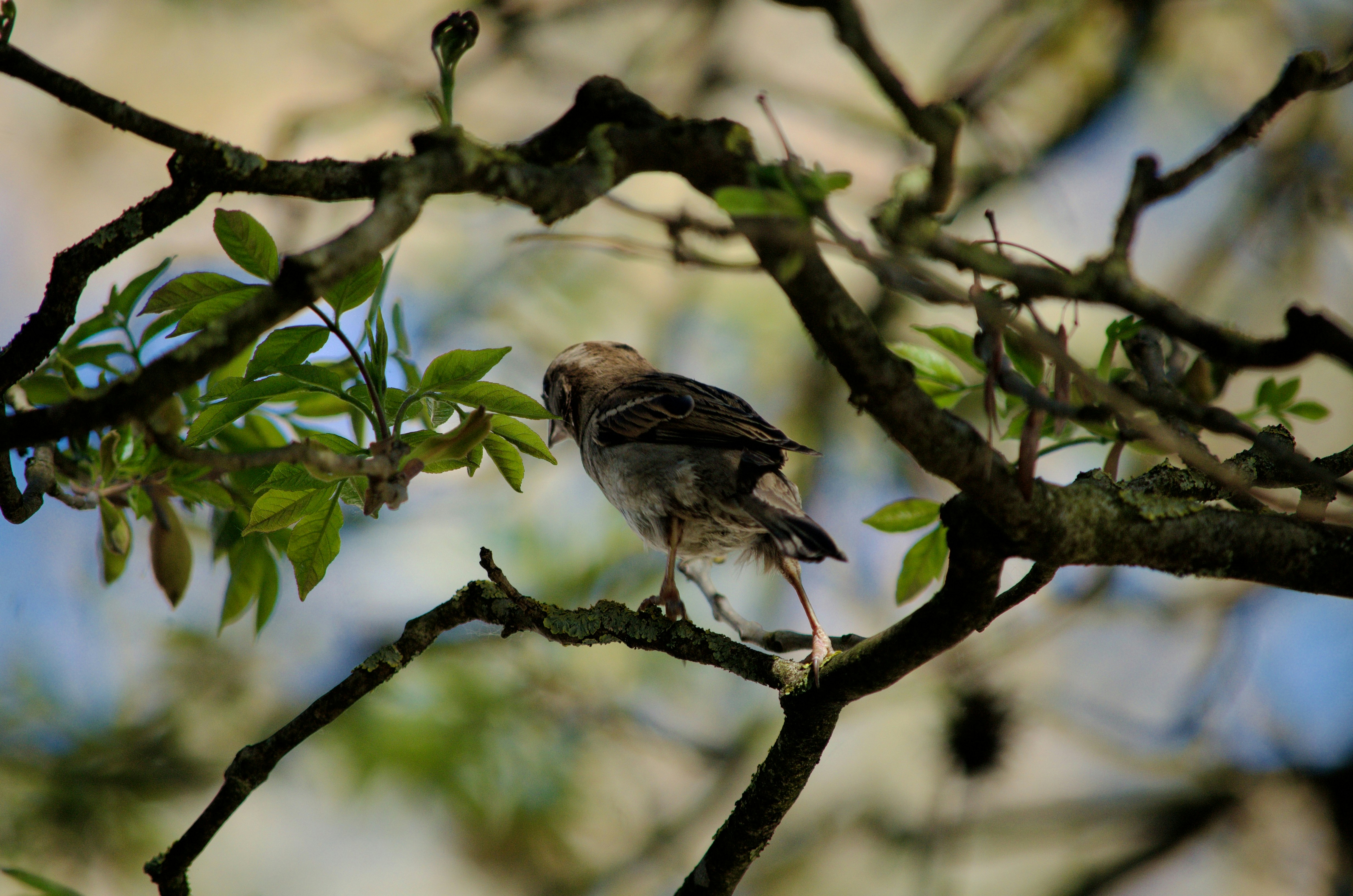Photo by spannanralf