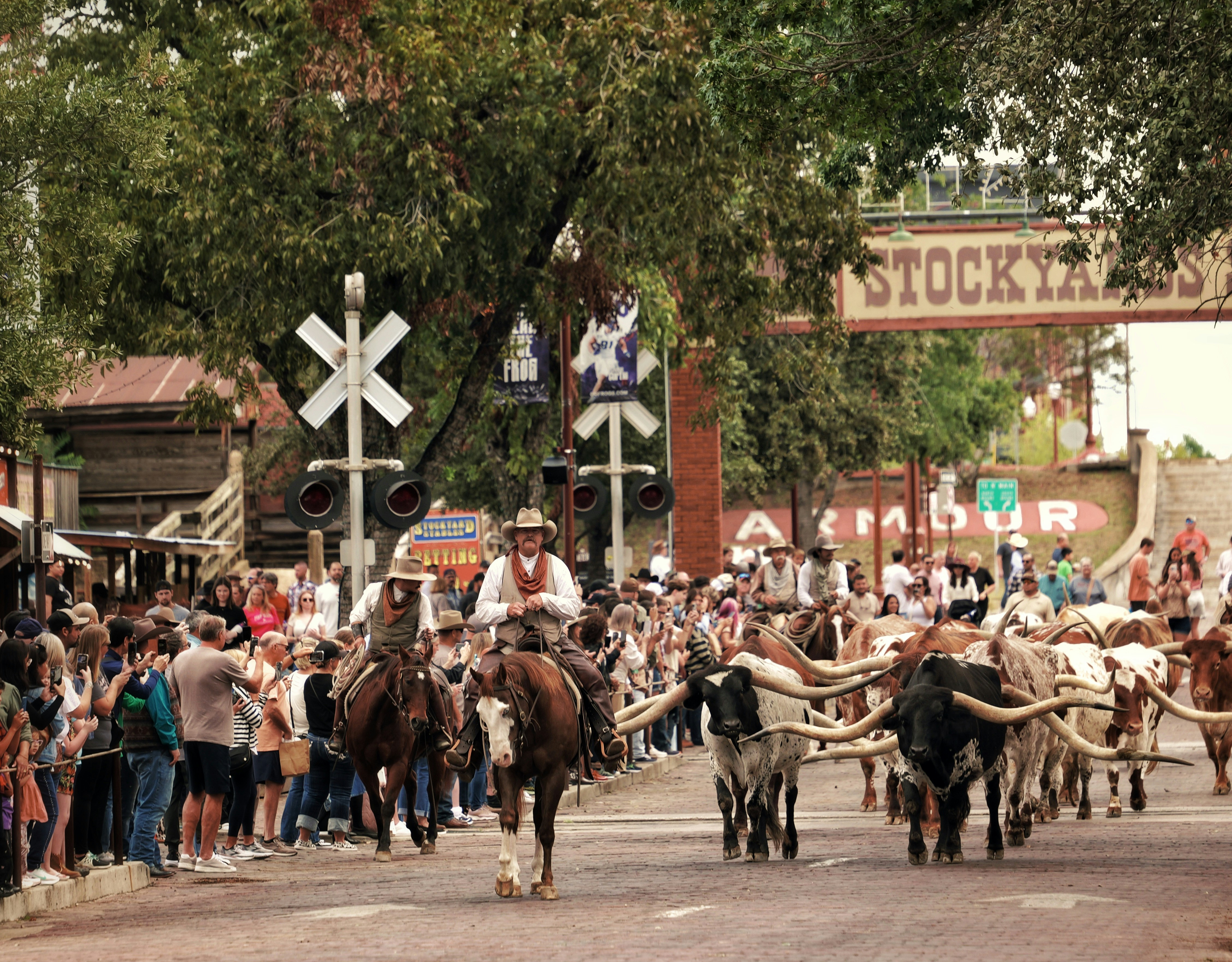 Cowboys herding longhorn cattle through Fort Worth Stockyards