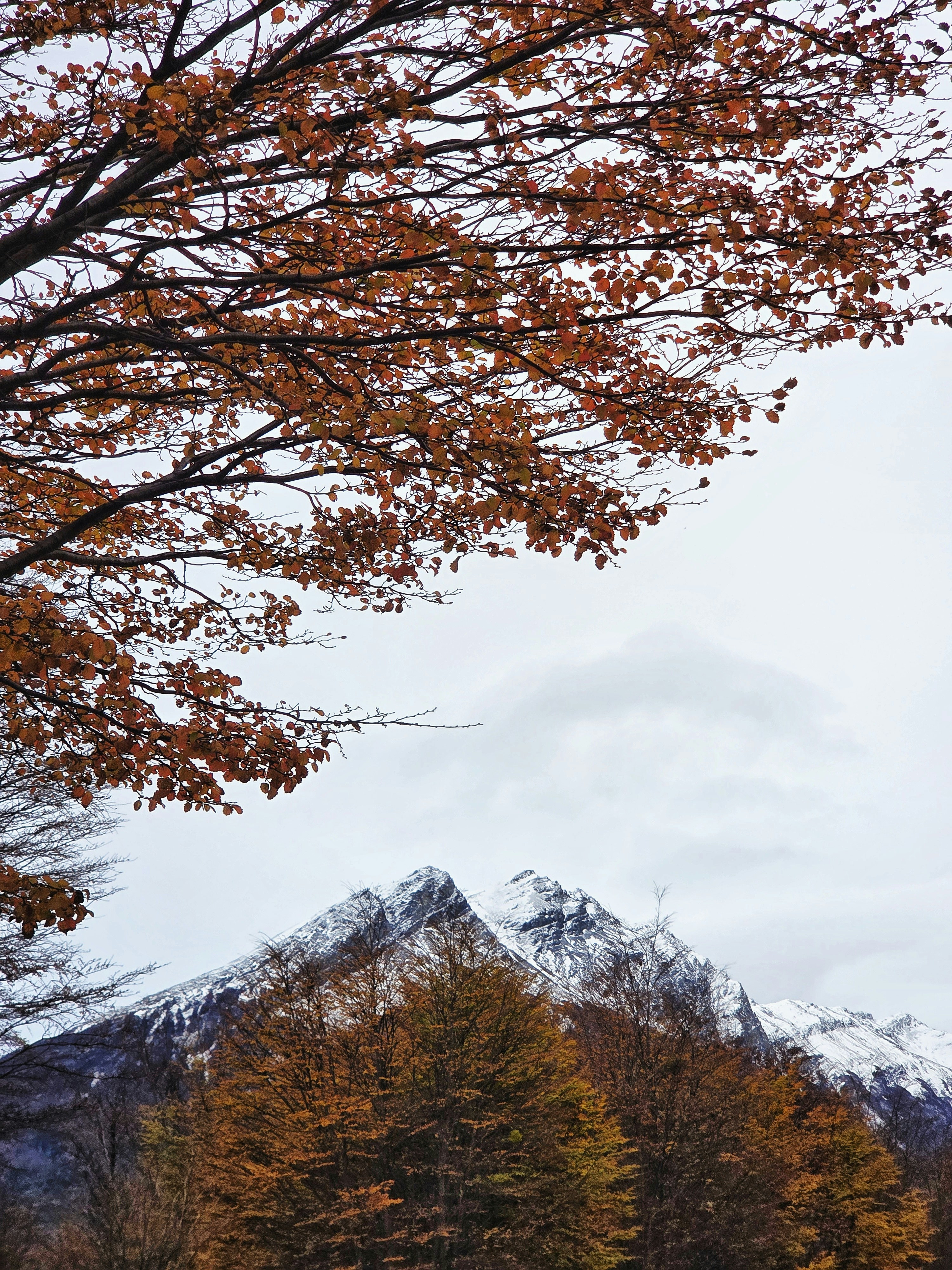Mountain and tree