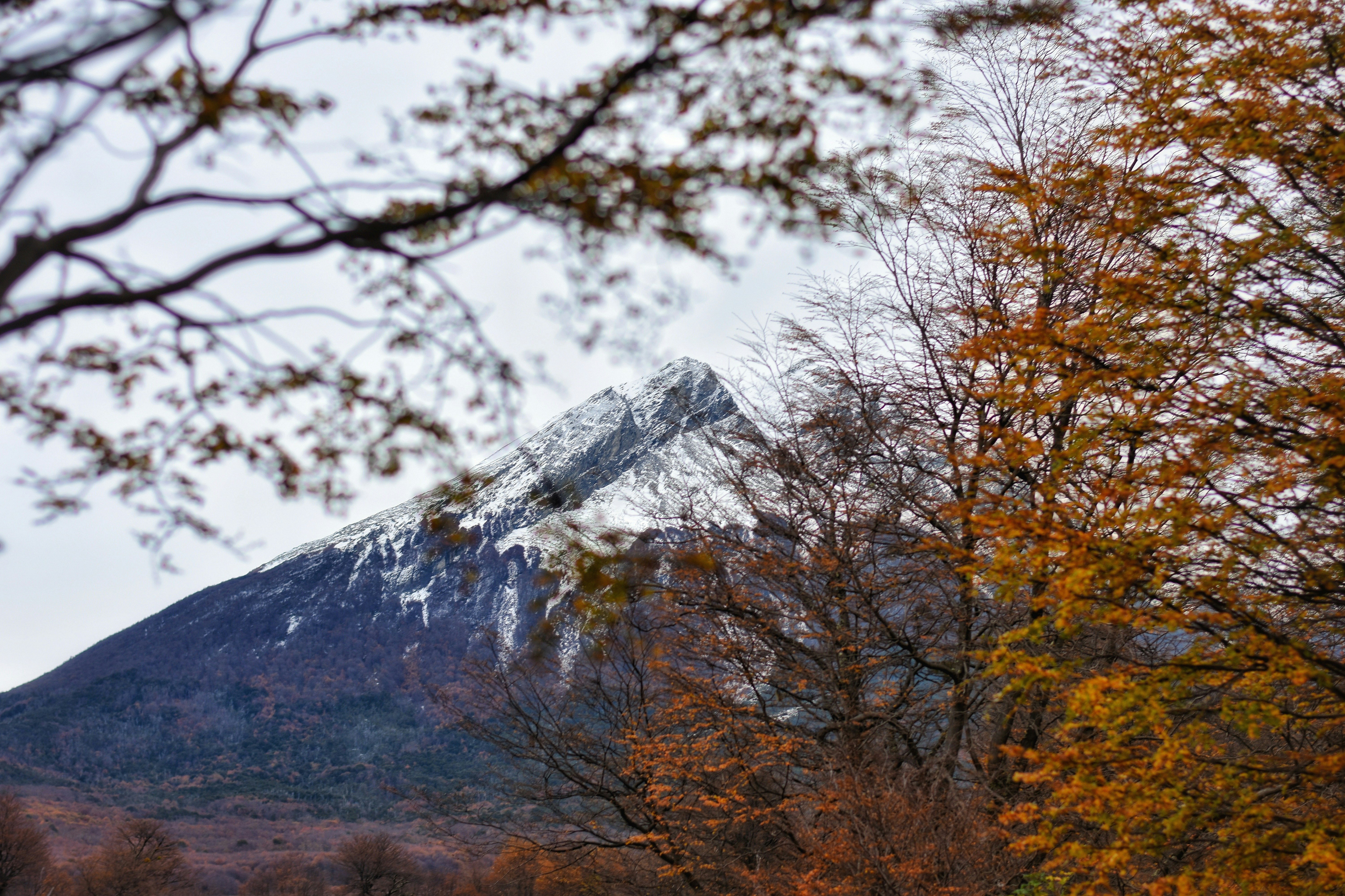Mountain and tree