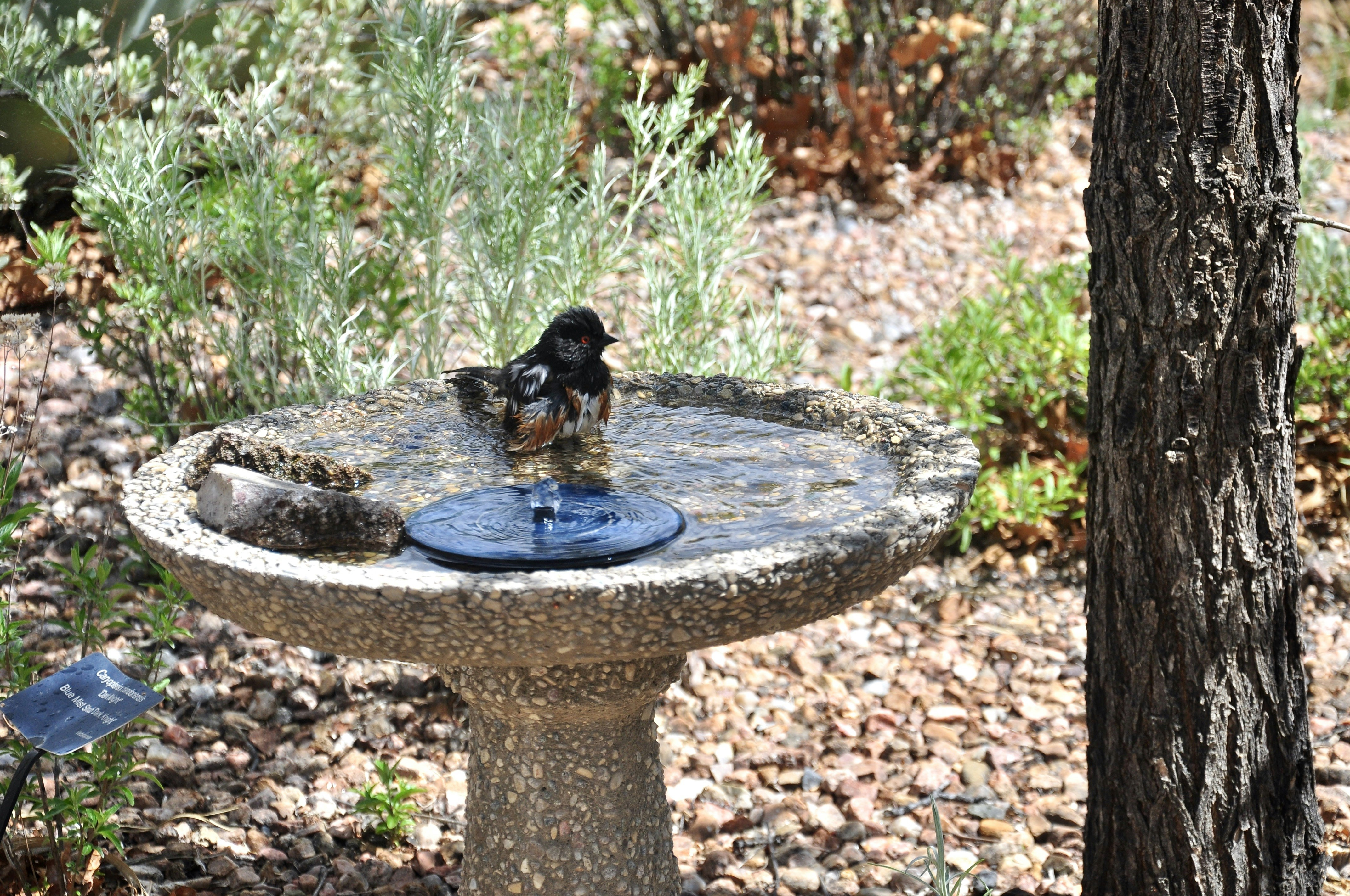 A bird bathing in a stone birdbath outdoors.
