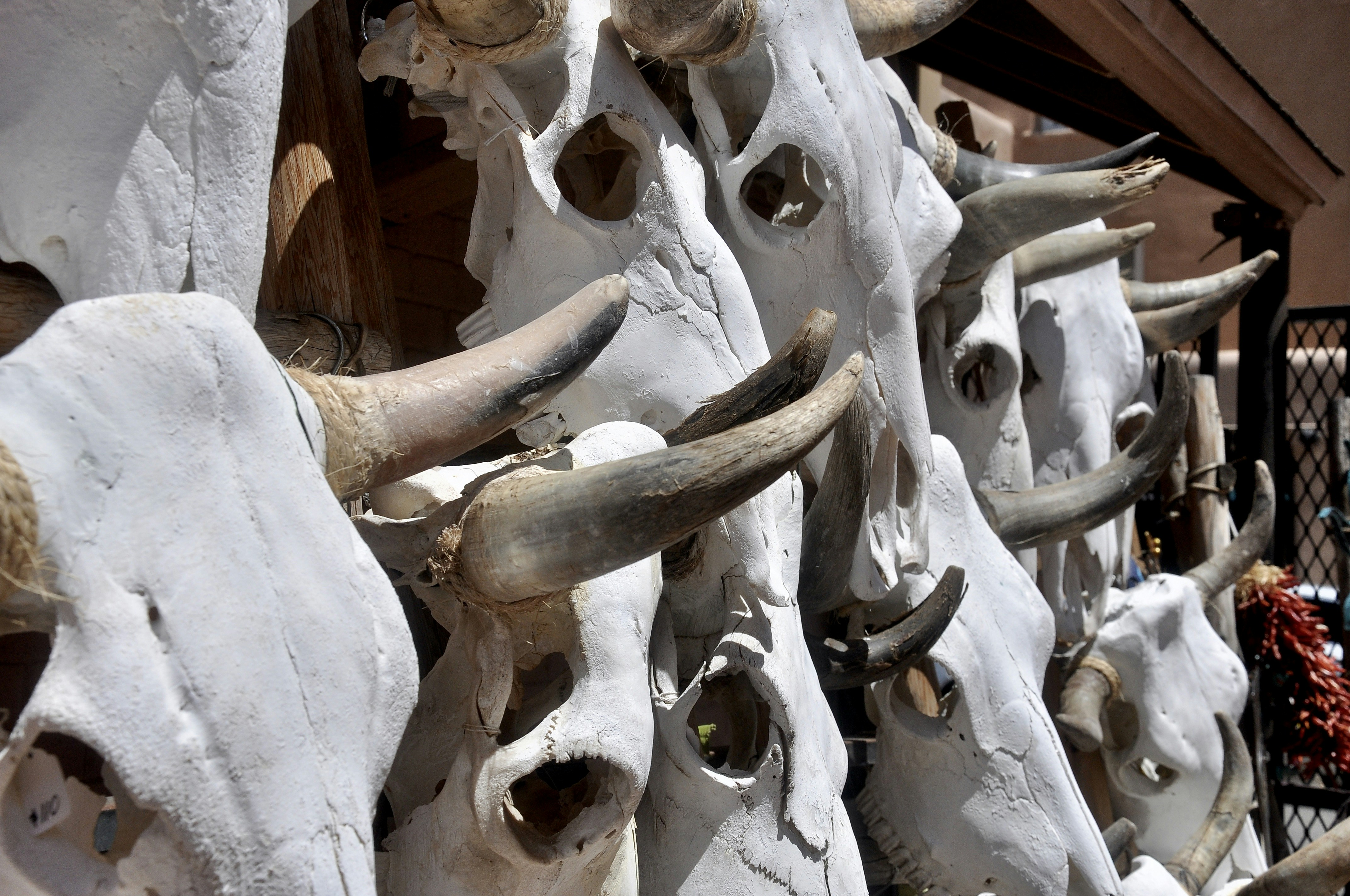 Many white cow skulls with horns displayed together