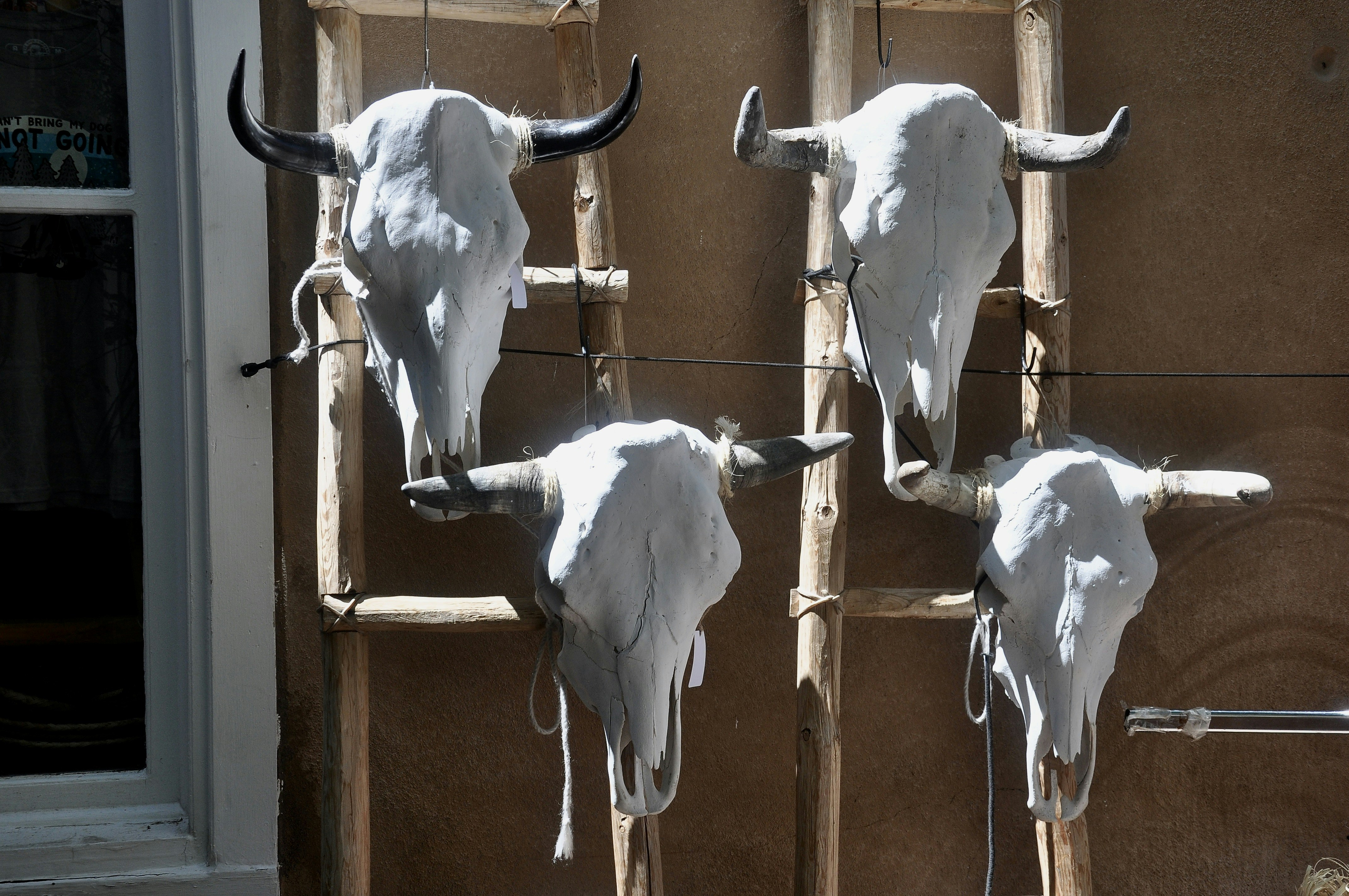 Four white bull skulls mounted on a wooden wall.