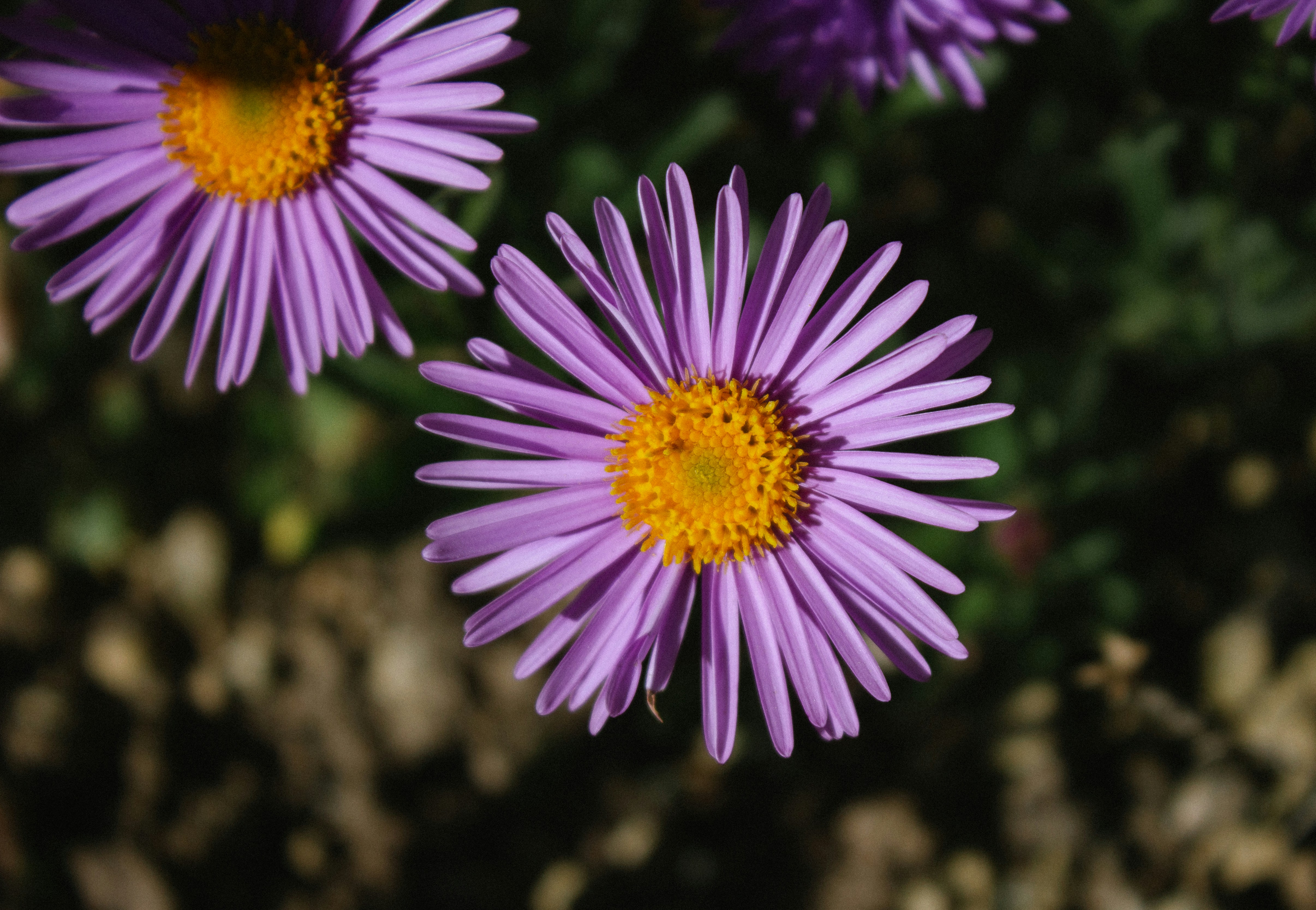 Photo by ilkeyazgan