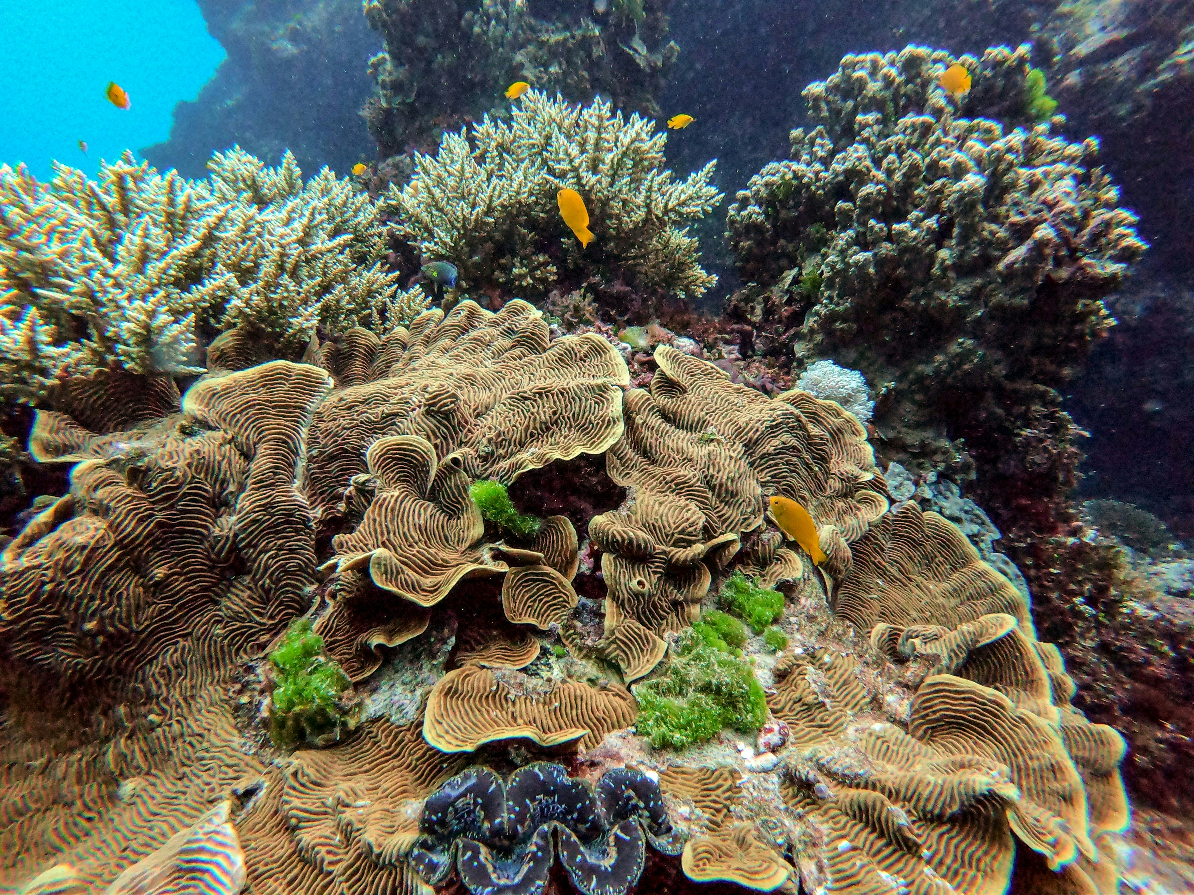 Colorful coral reef teeming with small yellow fish