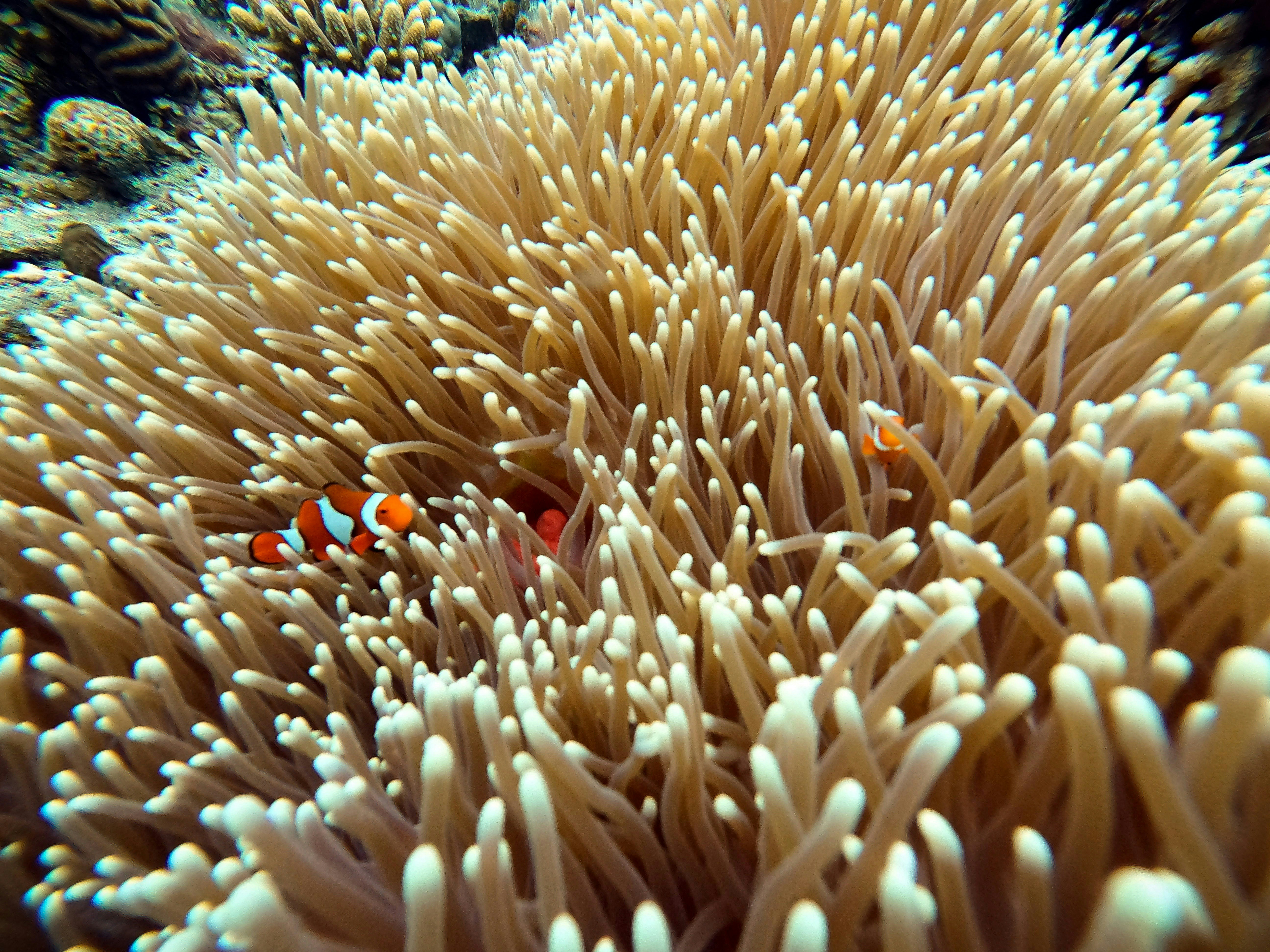 Two clownfish swim in a sea anemone