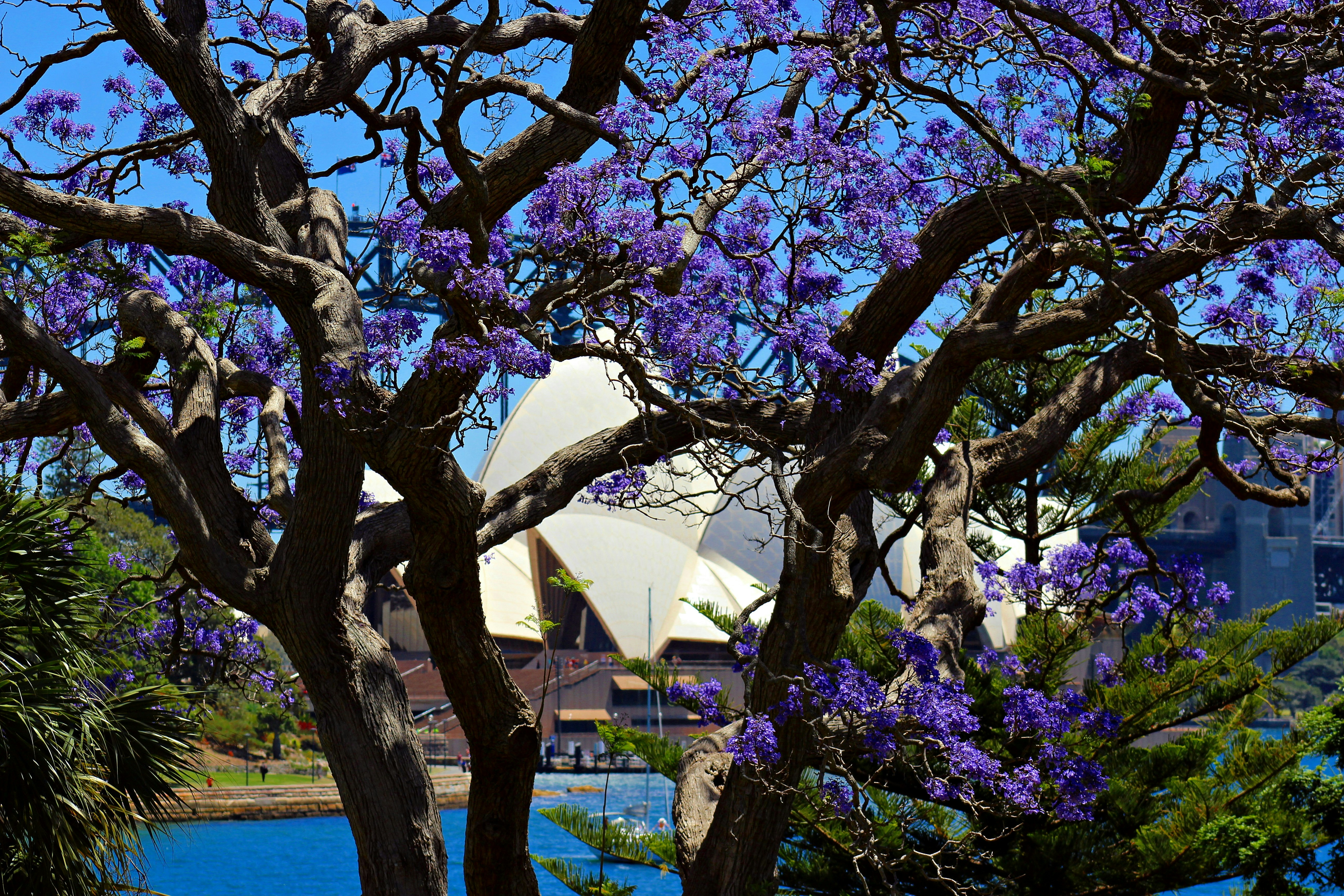 Jacaranda tree blossoms with sydney opera house in background