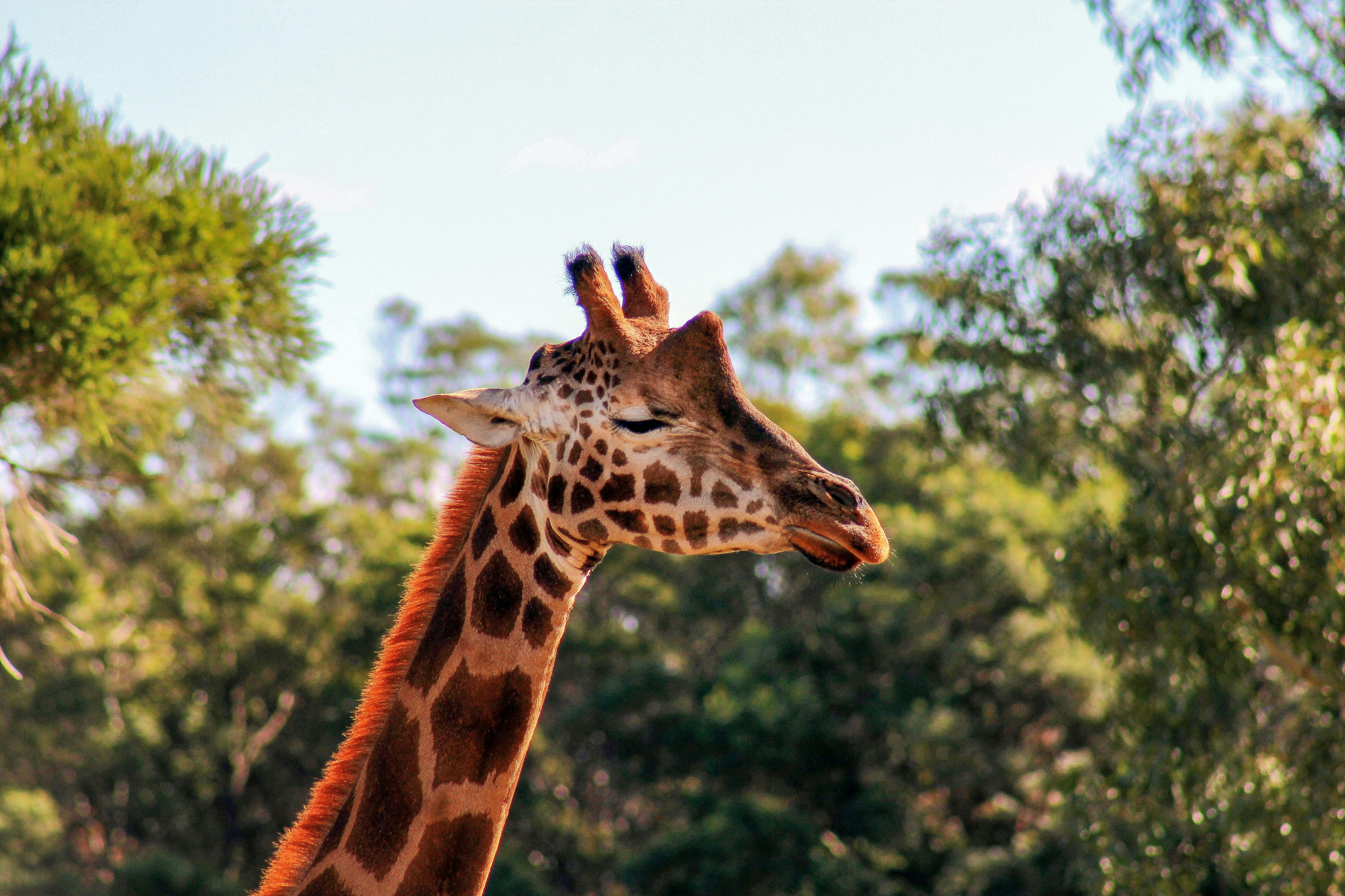 A giraffe's head and neck against trees