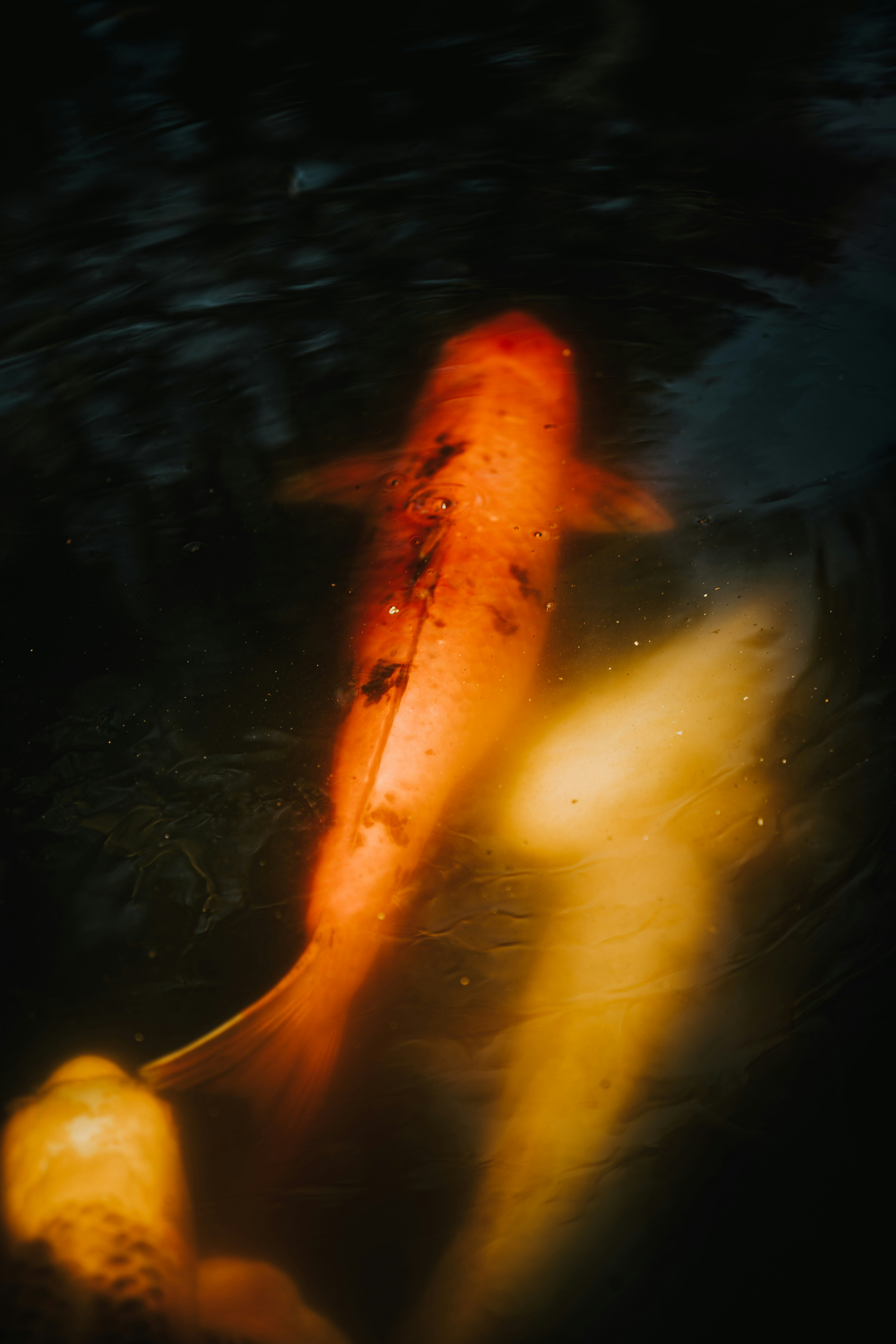 Orange and white koi fish swimming in dark water
