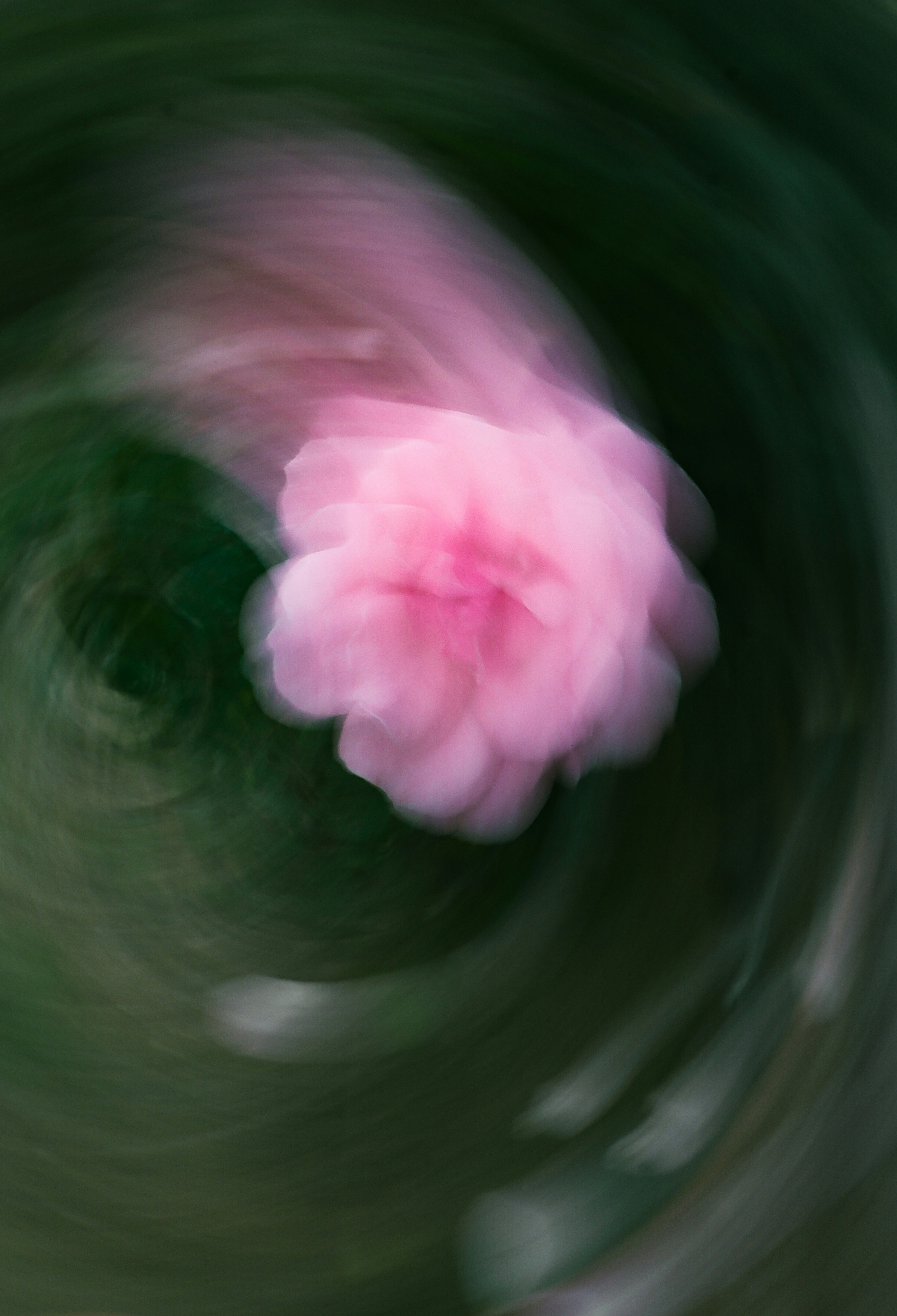 Abstrakter Wirbel einer rosa Blume gegen dunkles Grün