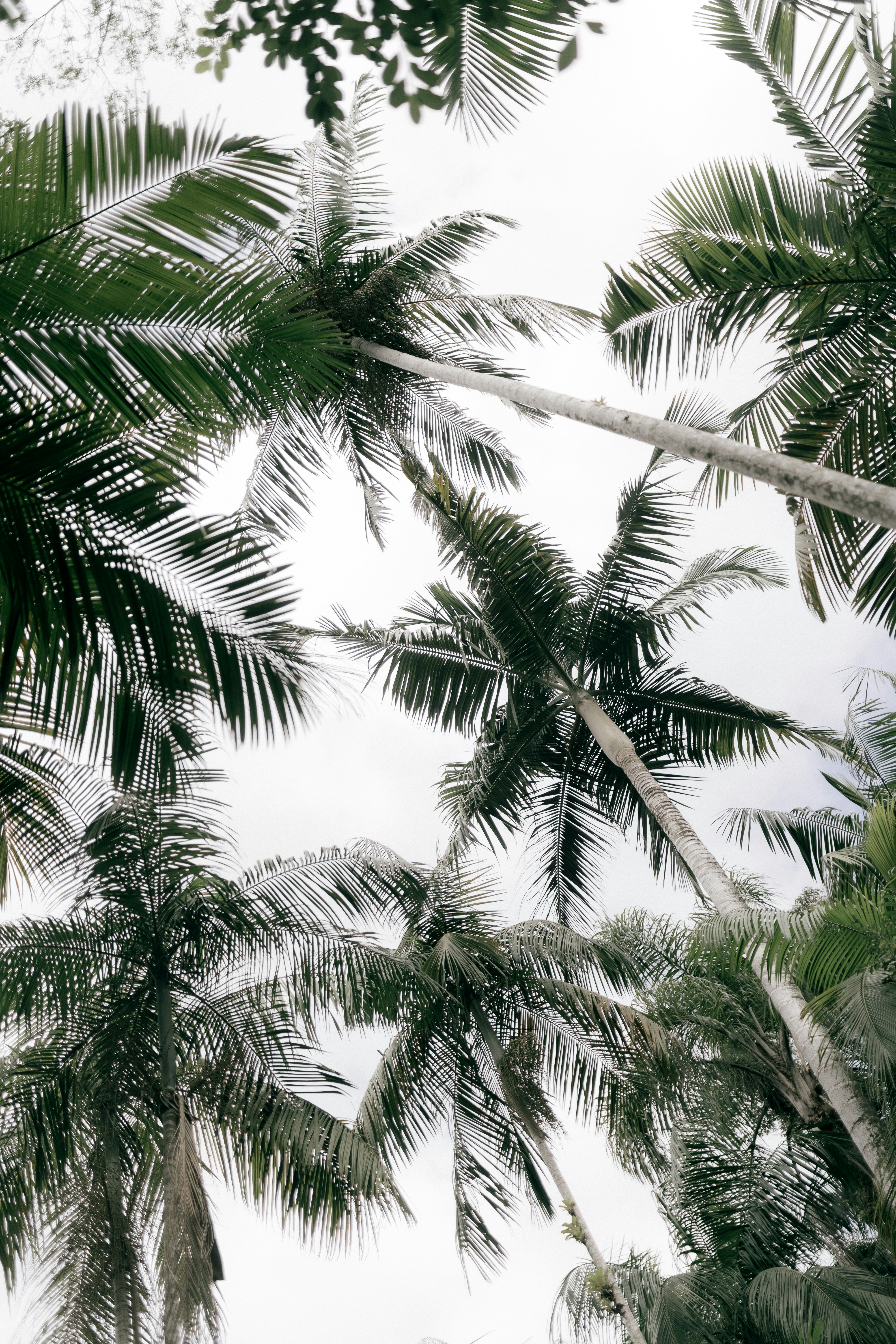 Tall palm trees reaching towards a cloudy sky