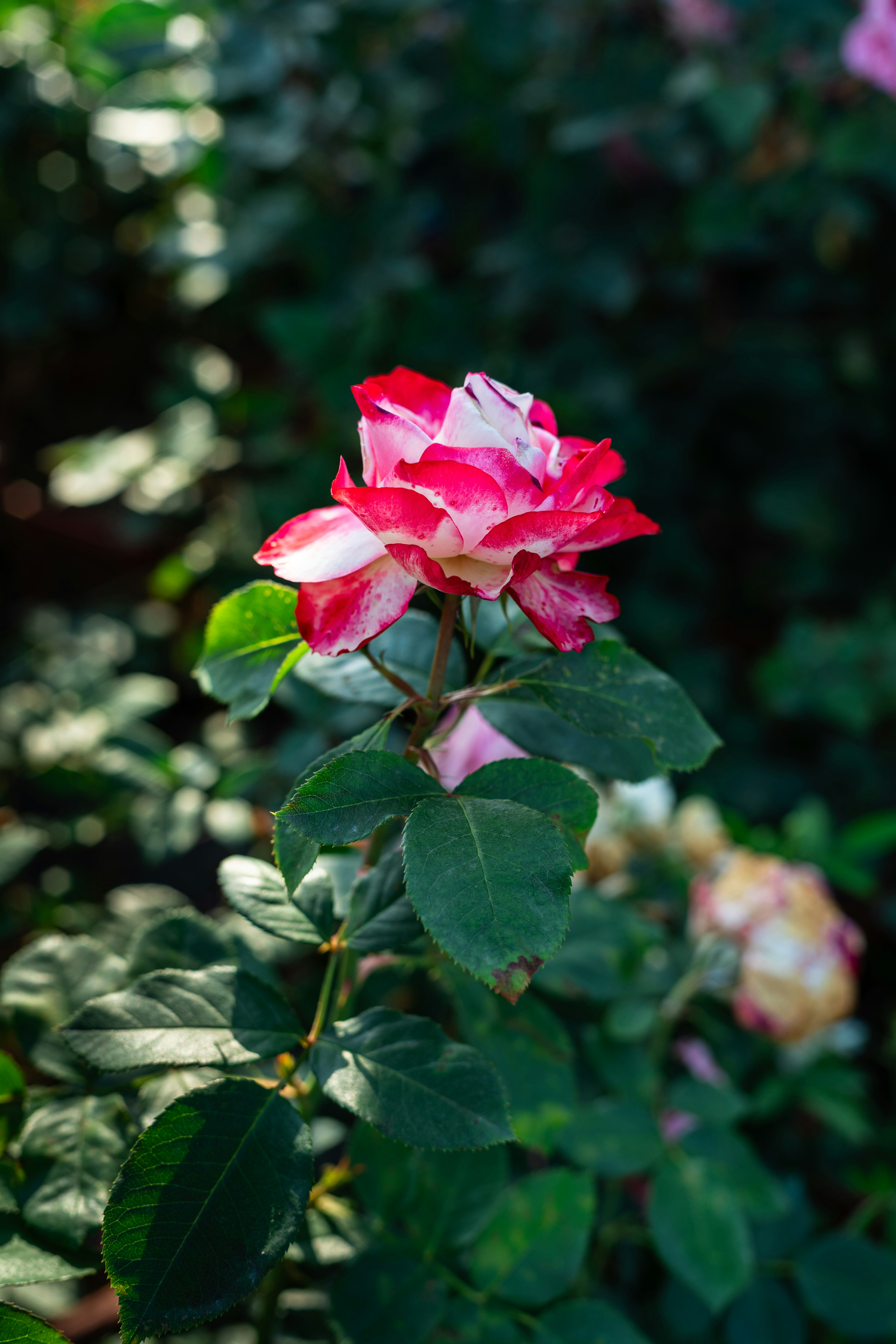 Photo by gchease