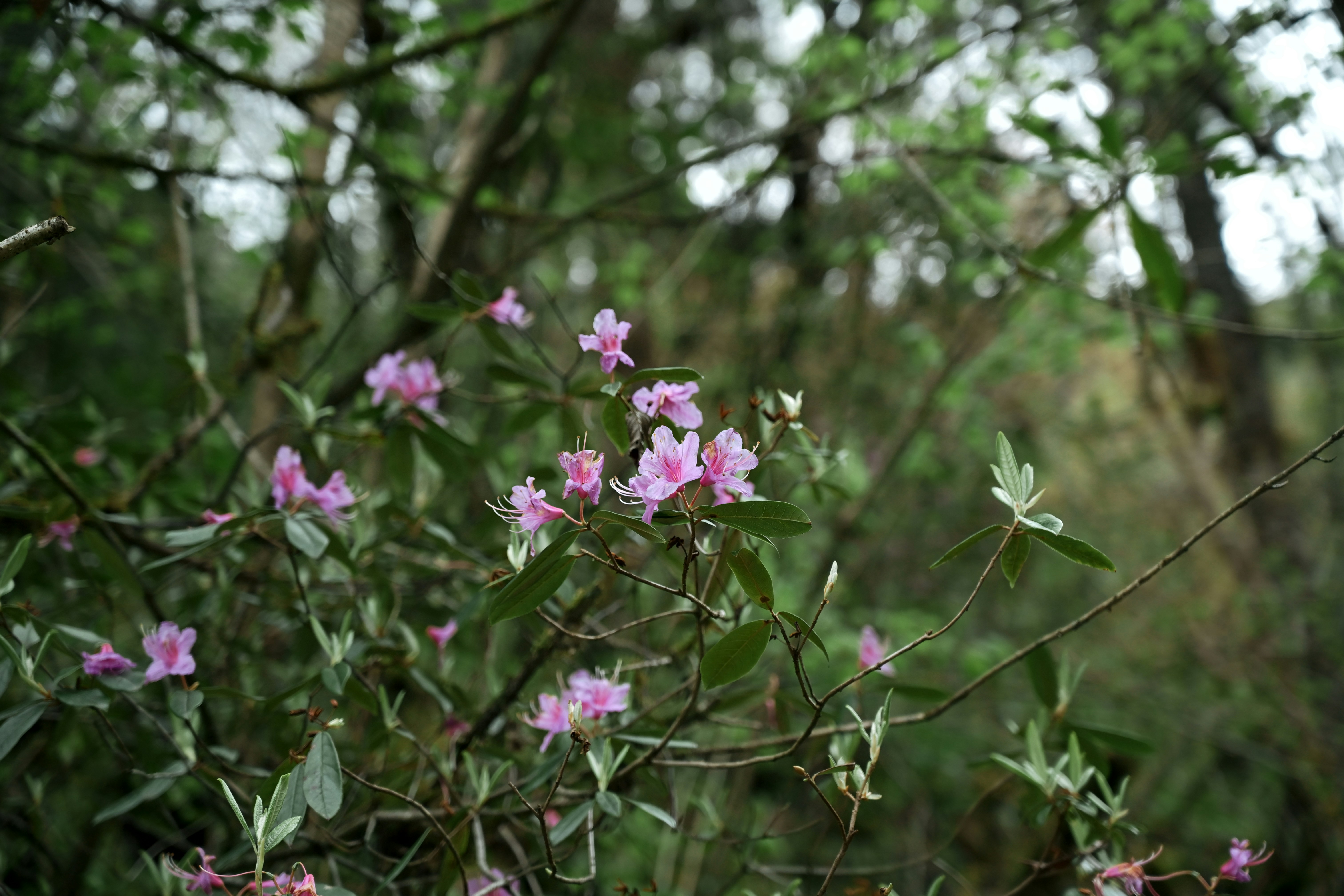 Pink flowers bloom on a bush in a forest.