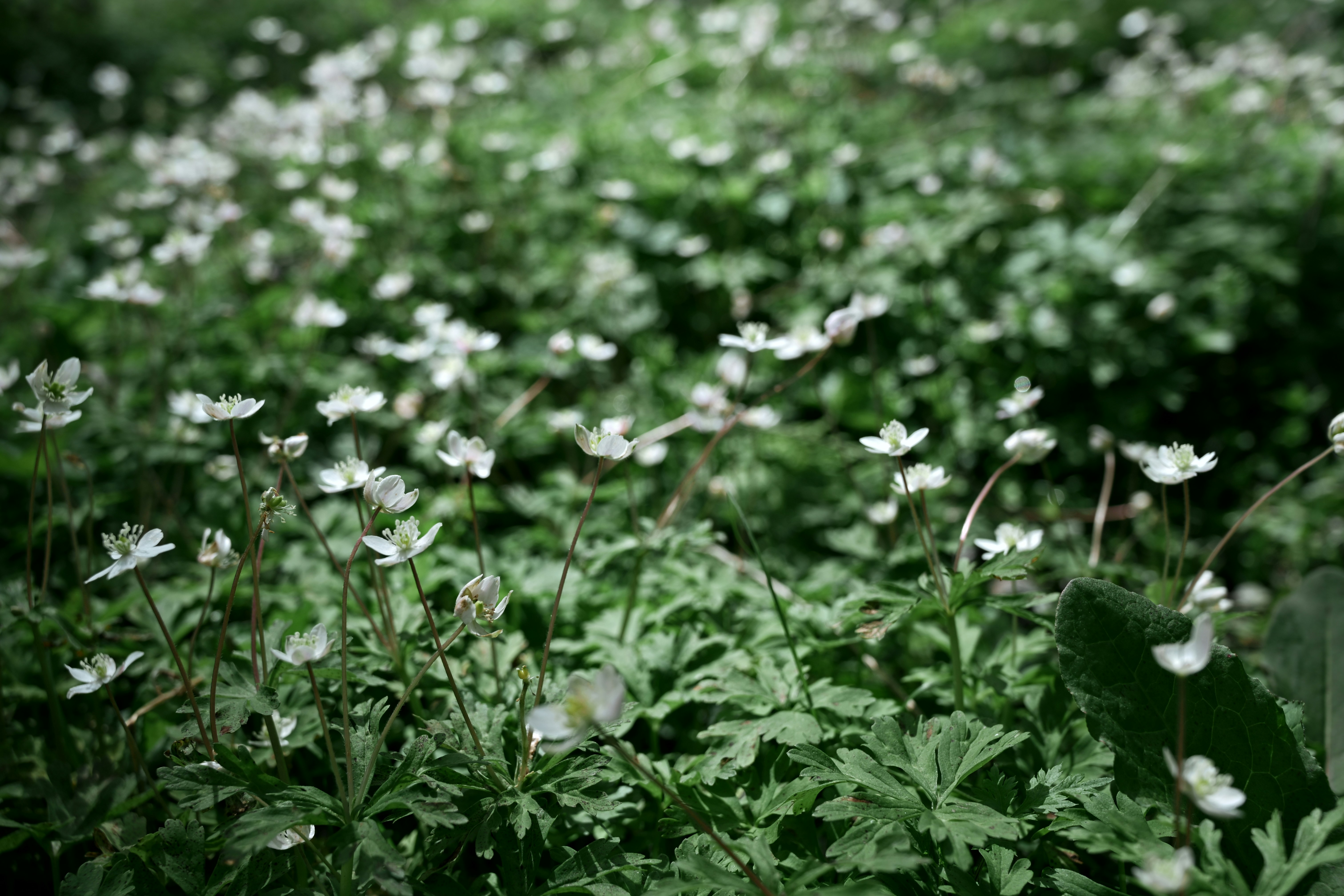 A field of small white wildflowers with green leaves.