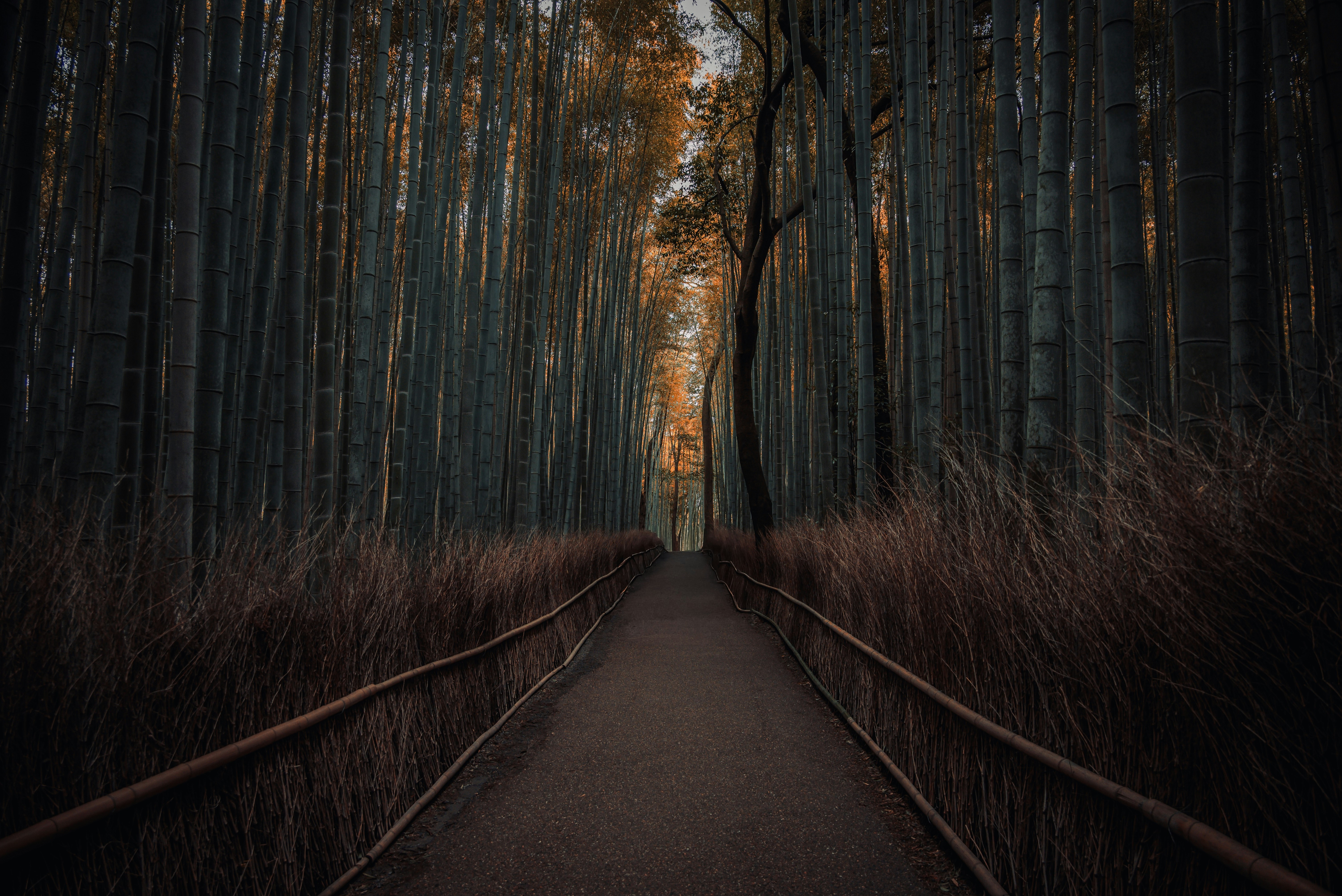A pathway through a dense bamboo forest at sunset.