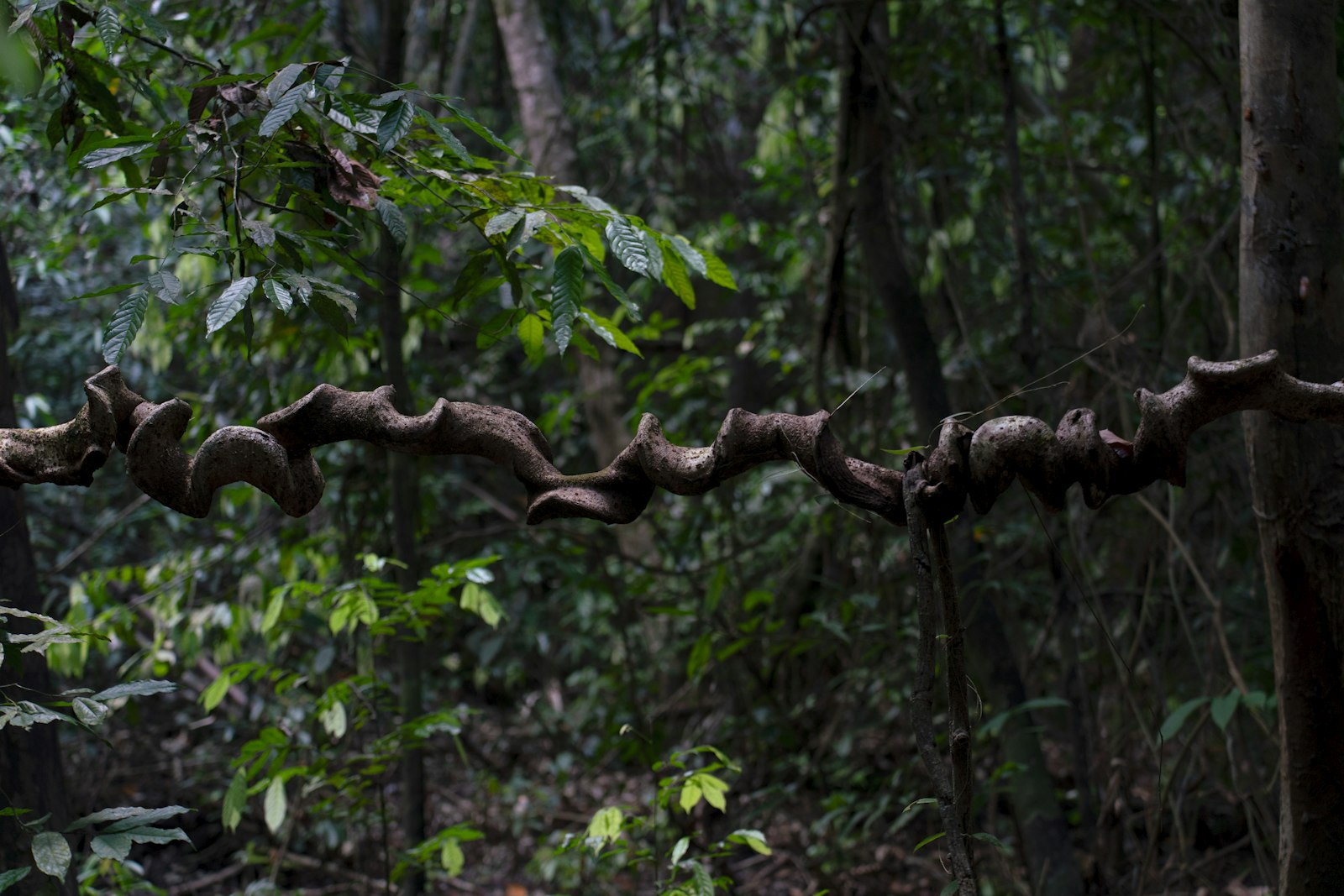 A green vine winding against a pale background
