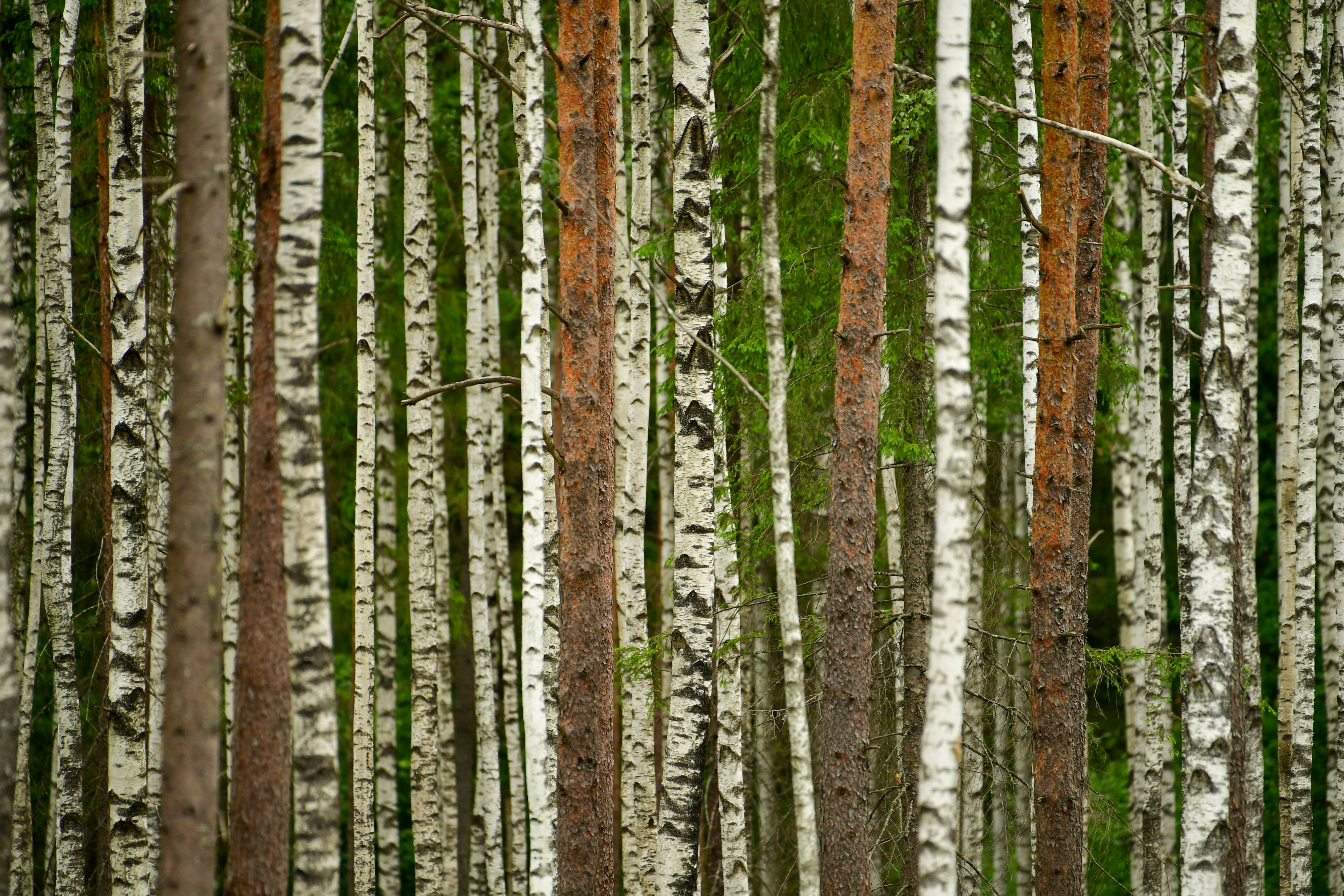 Hutan lebat dengan pohon birch dan pinus