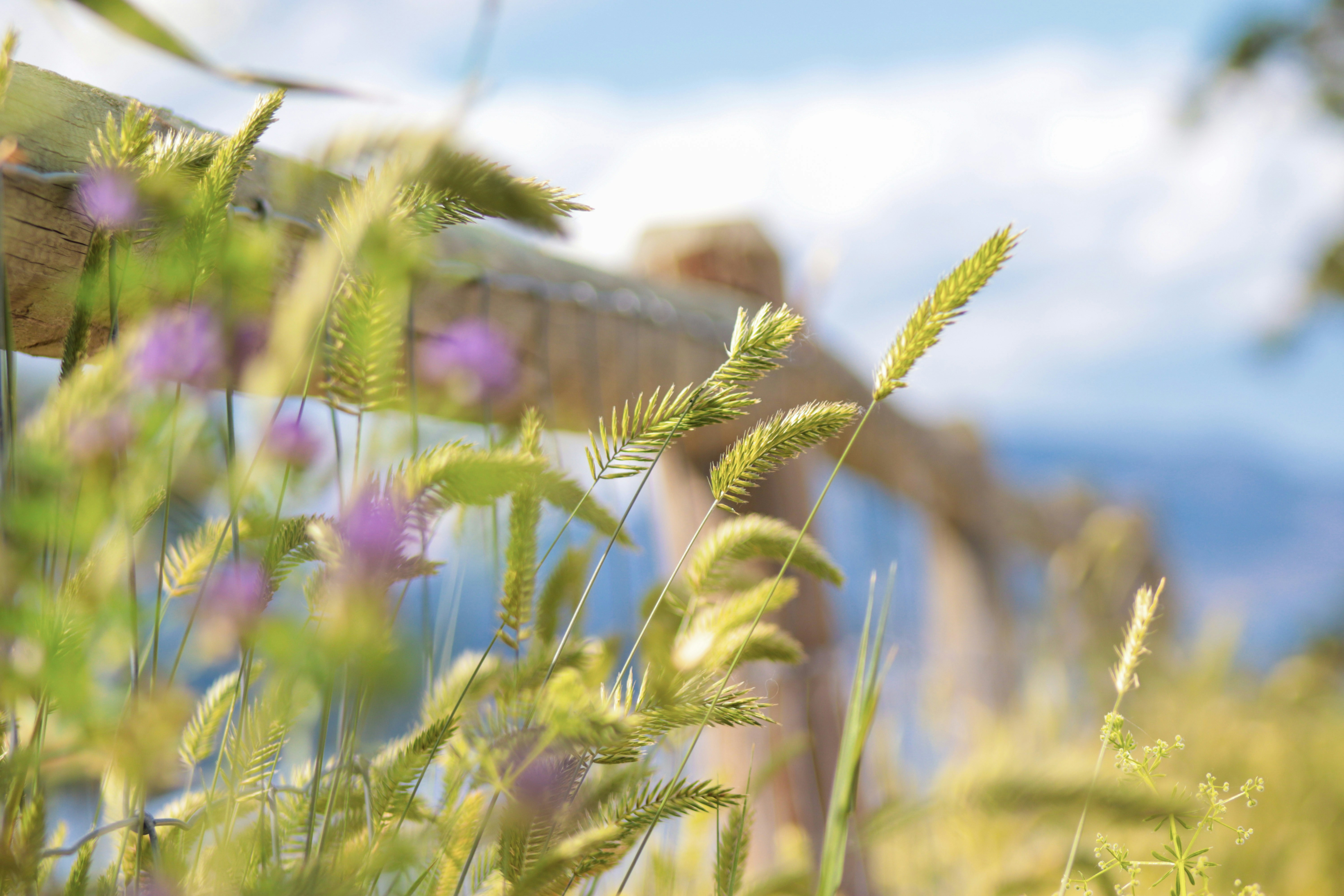 Wildflowers and grasses in a sunny field