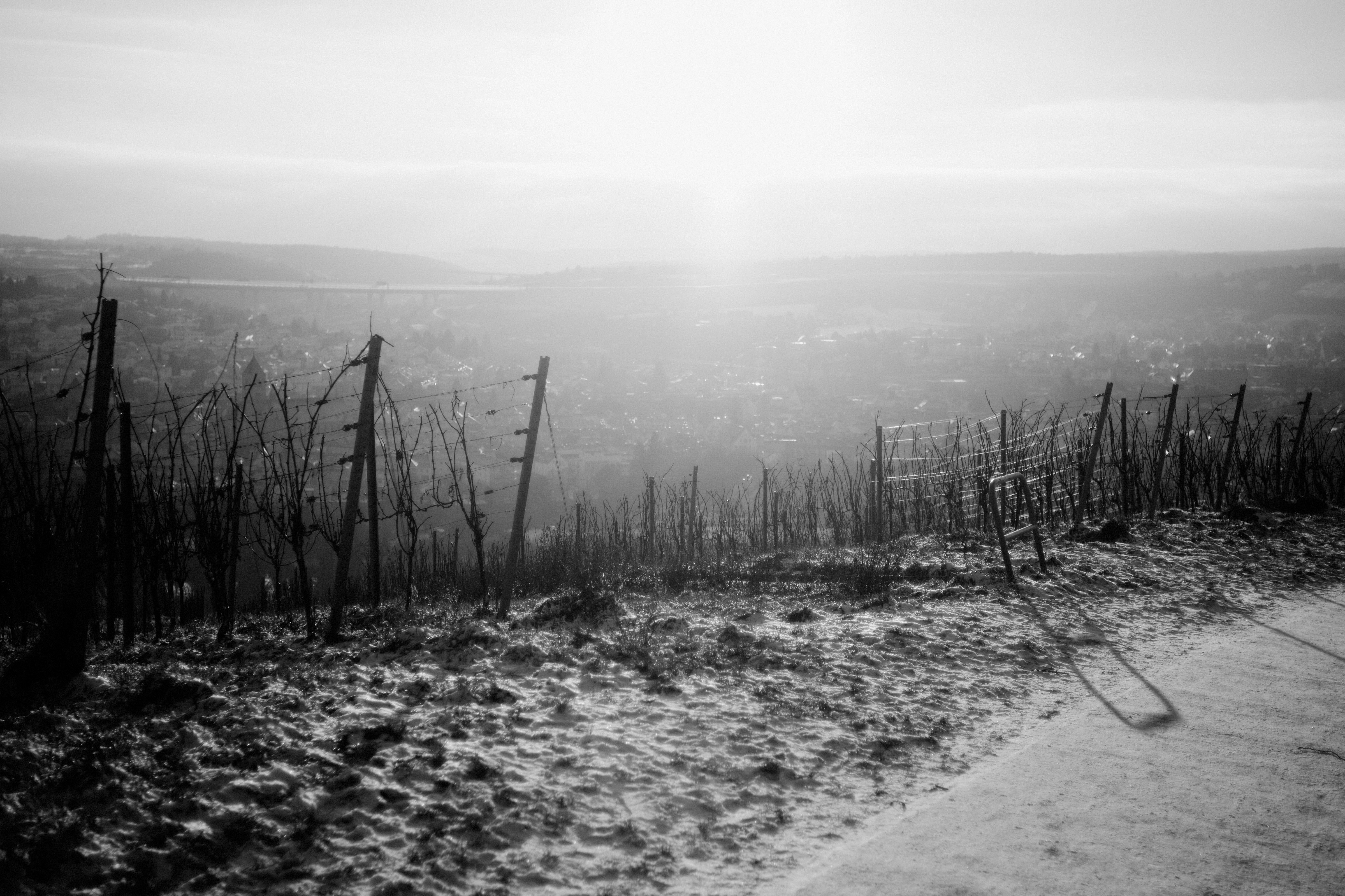 Barren vineyard rows under a hazy sun