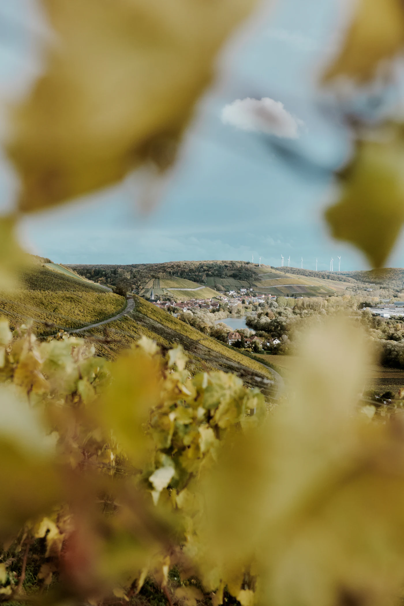 Lake Country Wine Tour