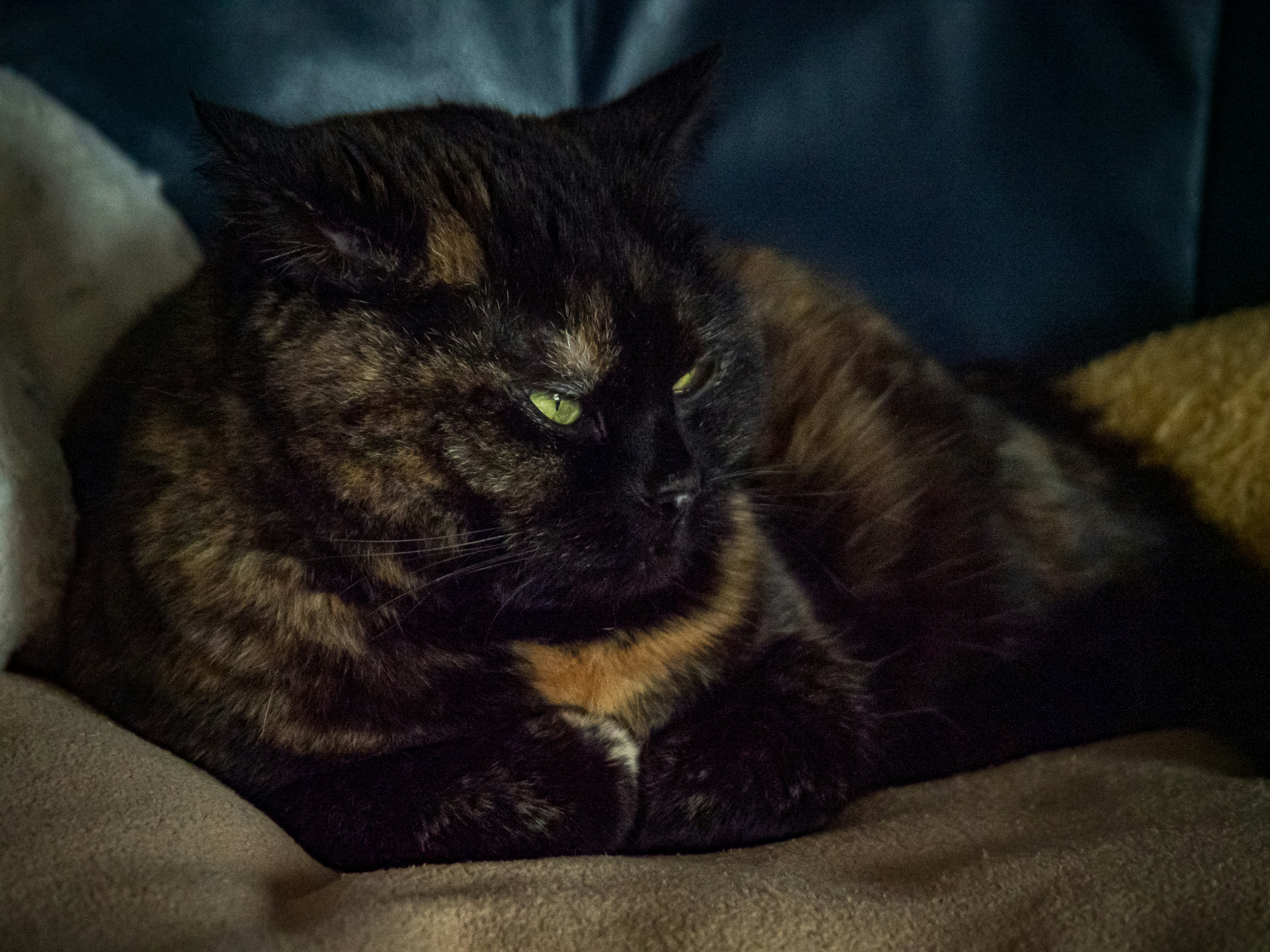 A tortoiseshell cat rests on a soft surface.