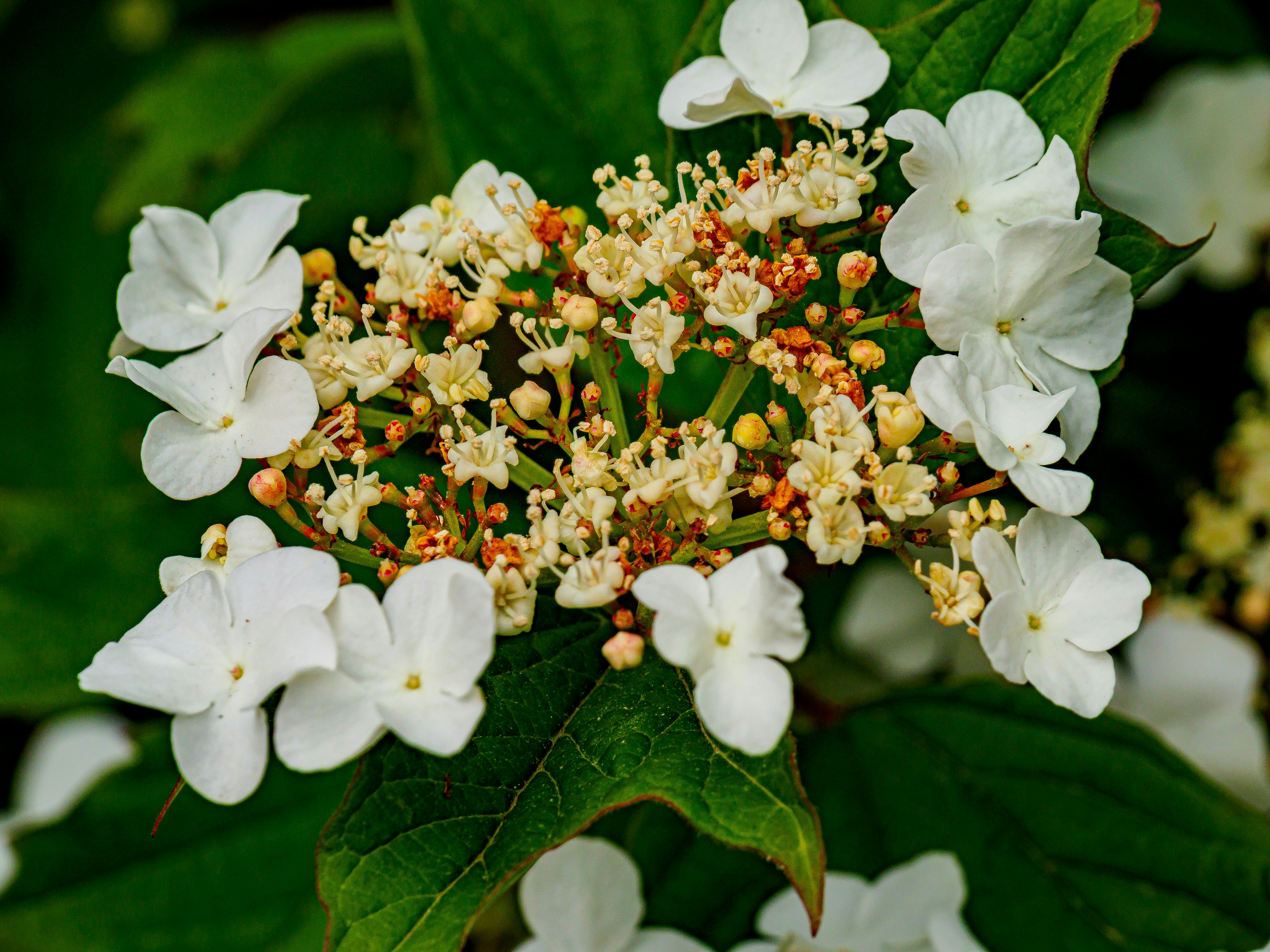 Photo by skstrannik