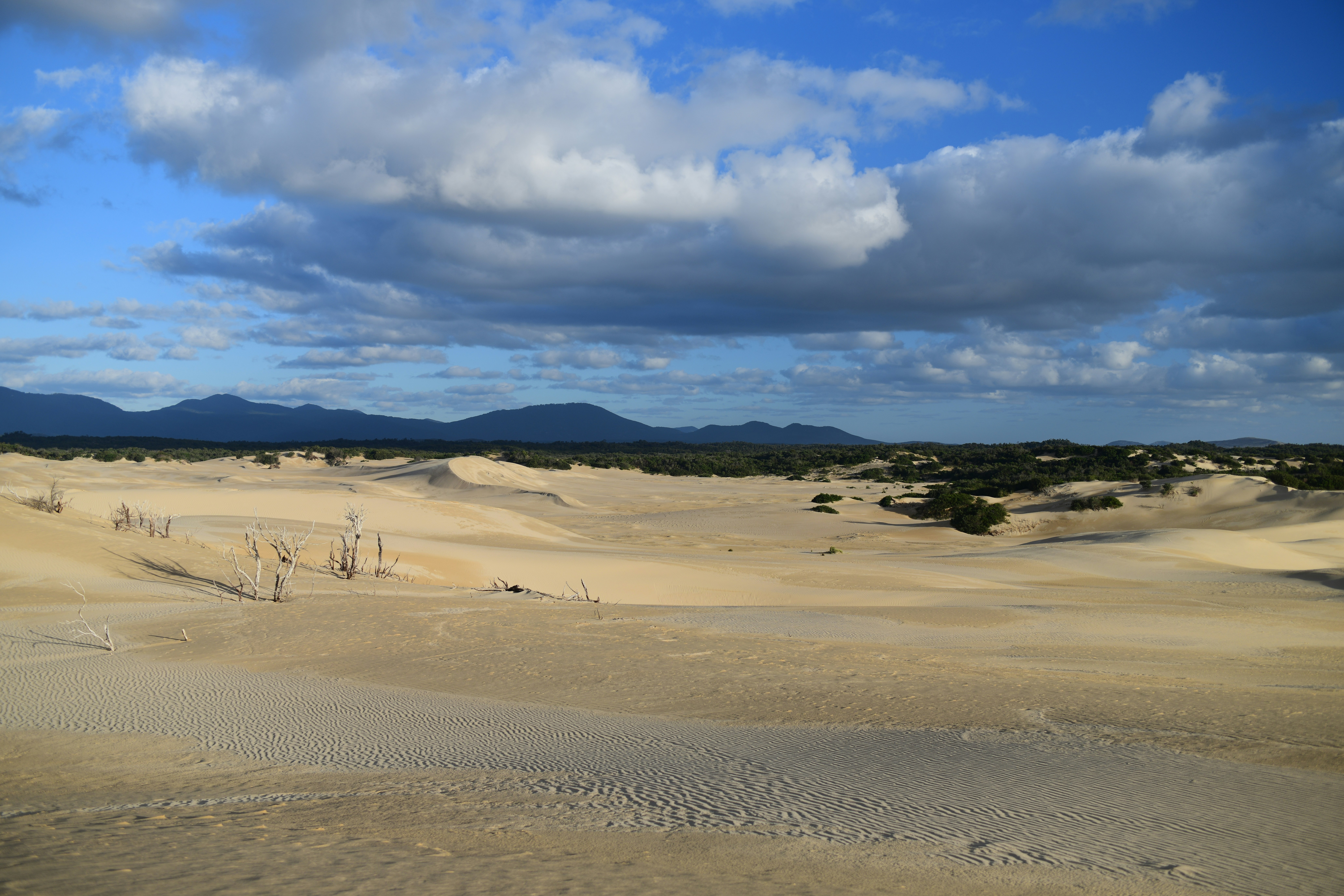 Paesaggio desertico sabbioso con vegetazione rada e montagne lontane.