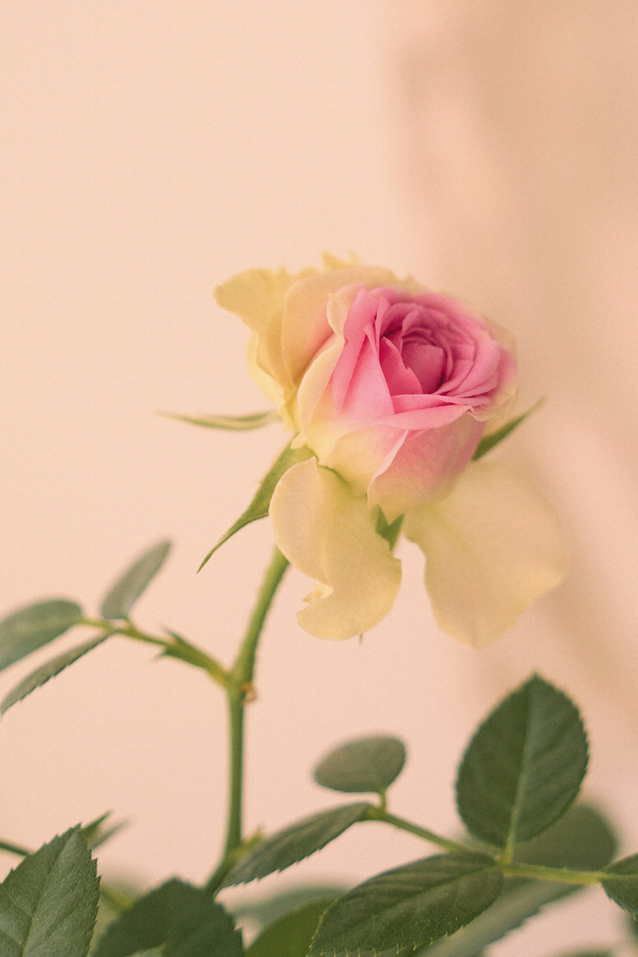 A delicate pink rosebud with soft green leaves — gentle botanical mood