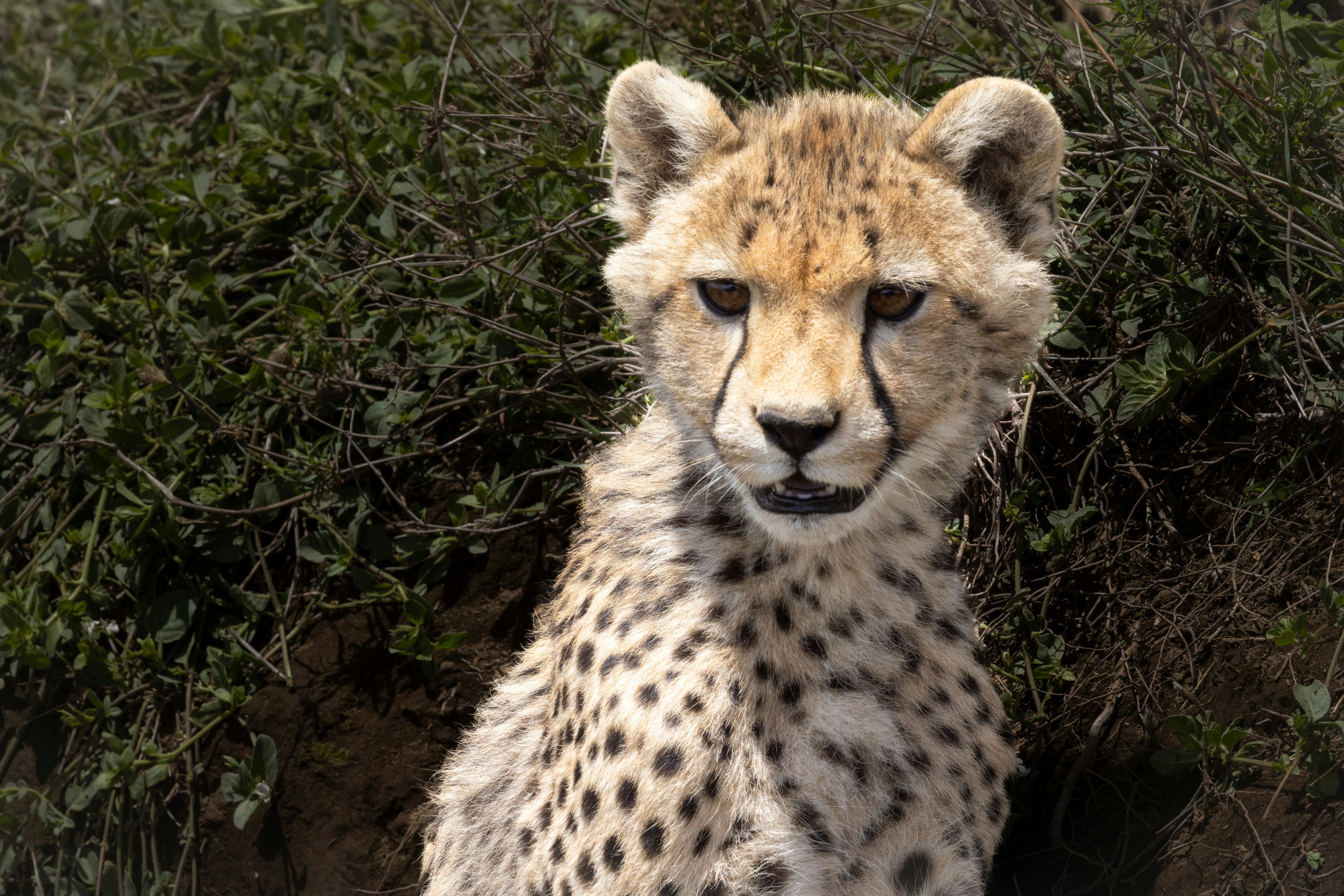 A young cheetah sits in front of green foliage.