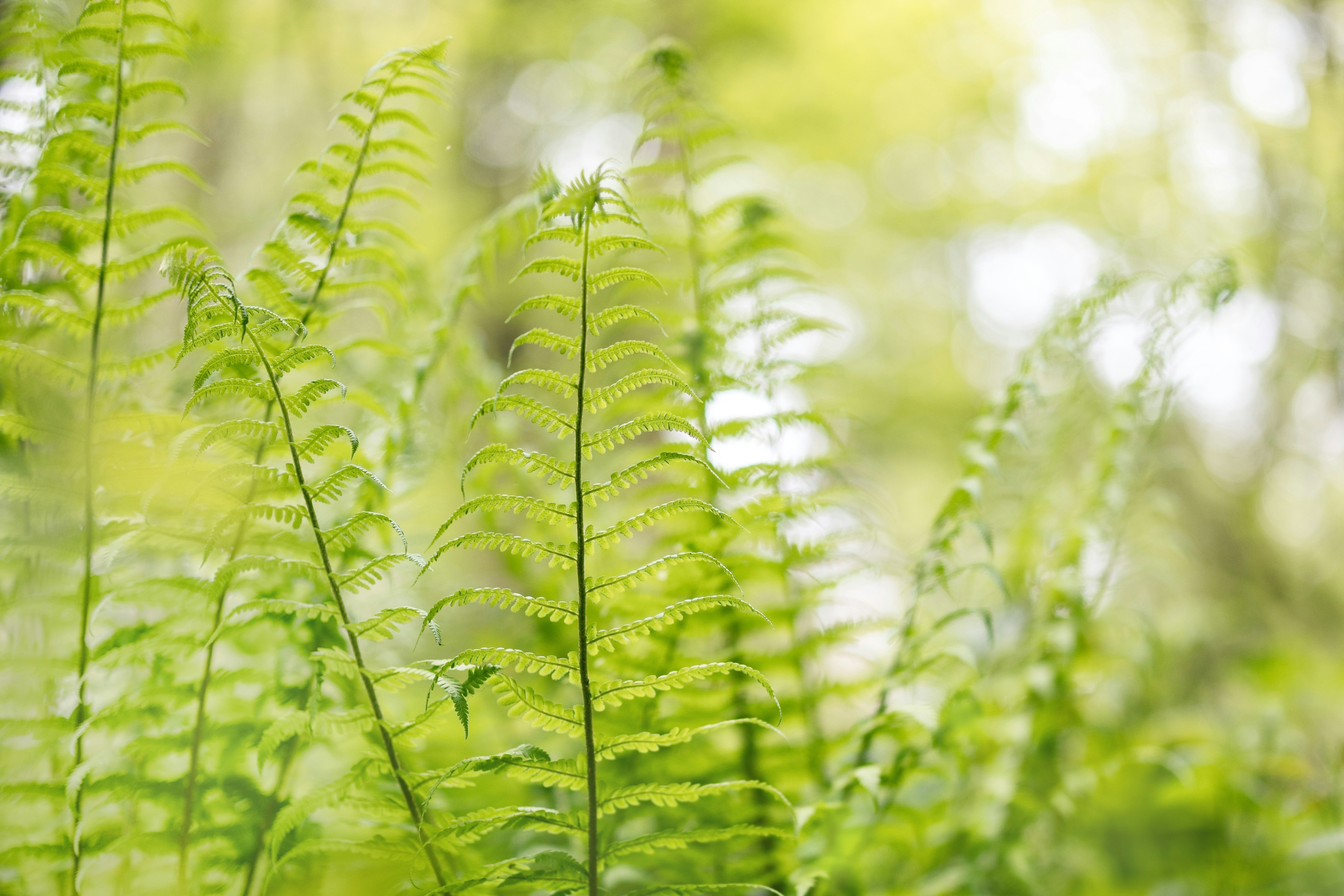 Lush green fern fronds in soft, dappled sunlight.